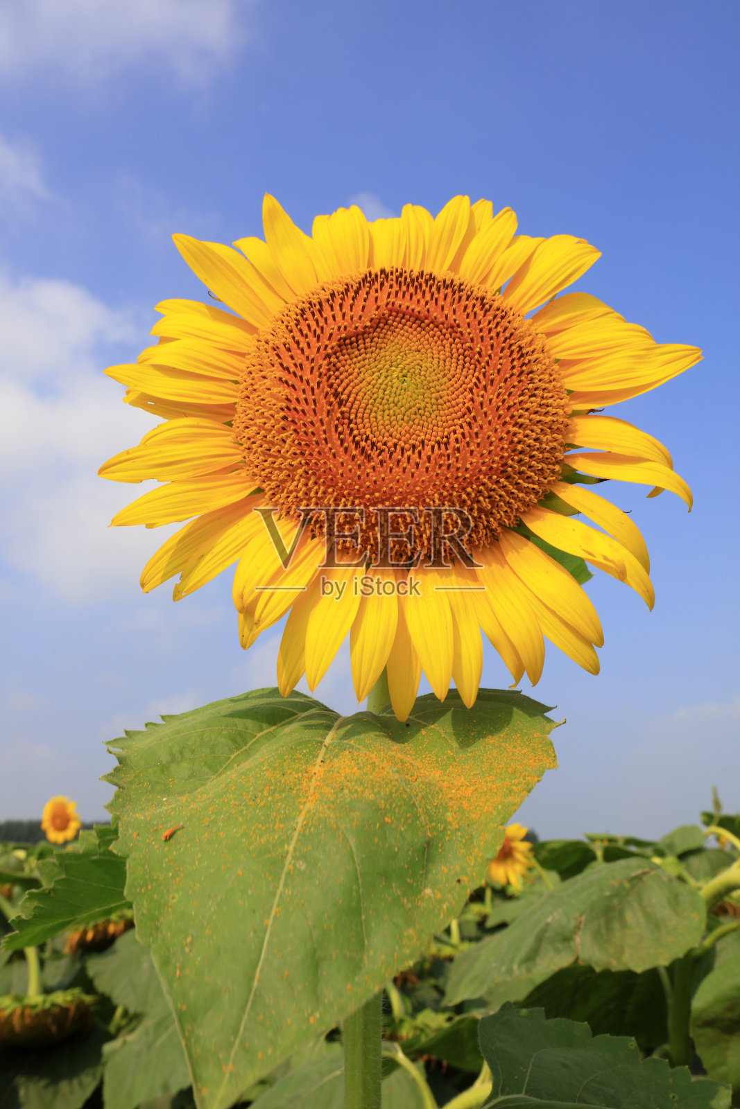 中国，农场上的向日葵照片摄影图片