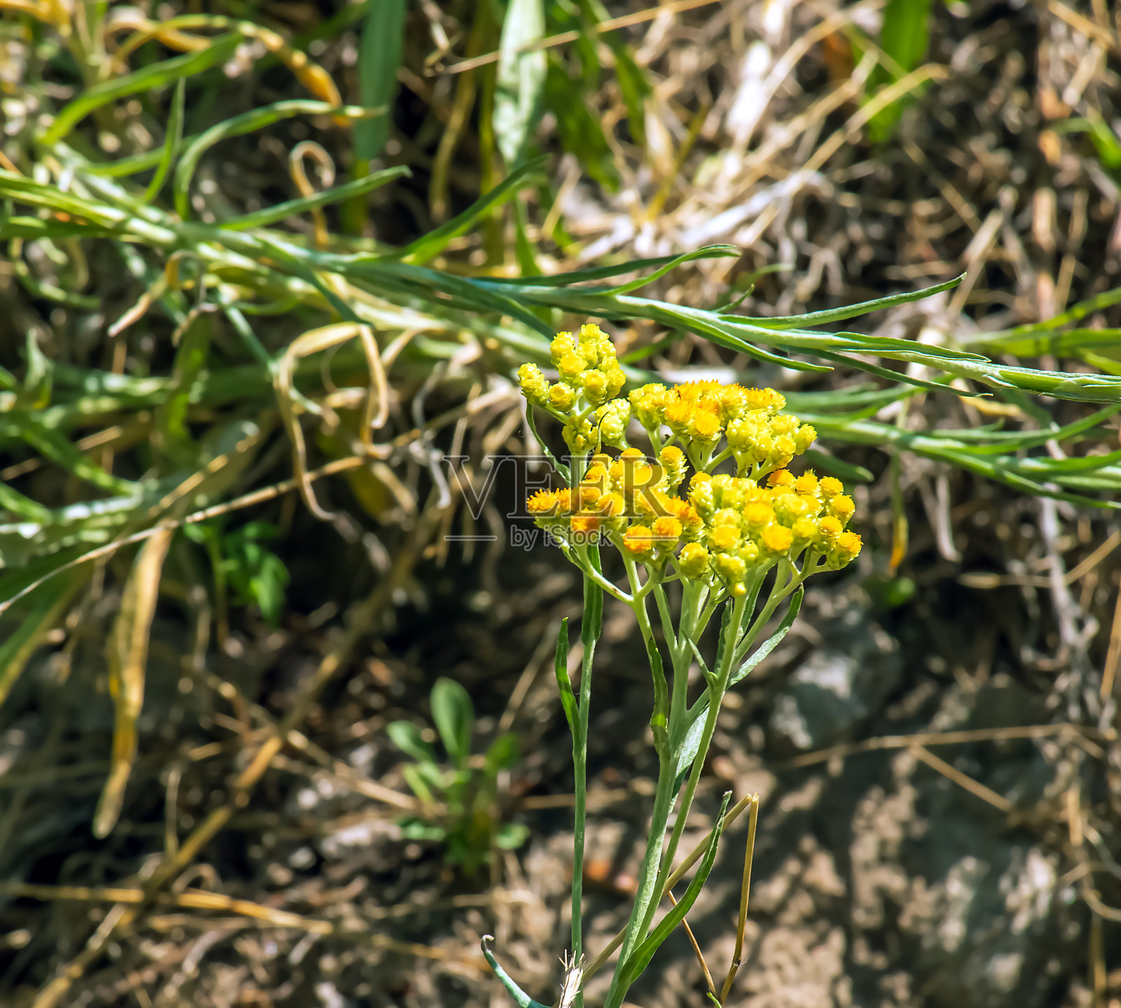 黄色的孜然。蜡菊，长生矮。蜡菊(helichryum arenarium L)也被称为侏儒永恒(dwarf everlast)和不朽(不朽)。照片摄影图片