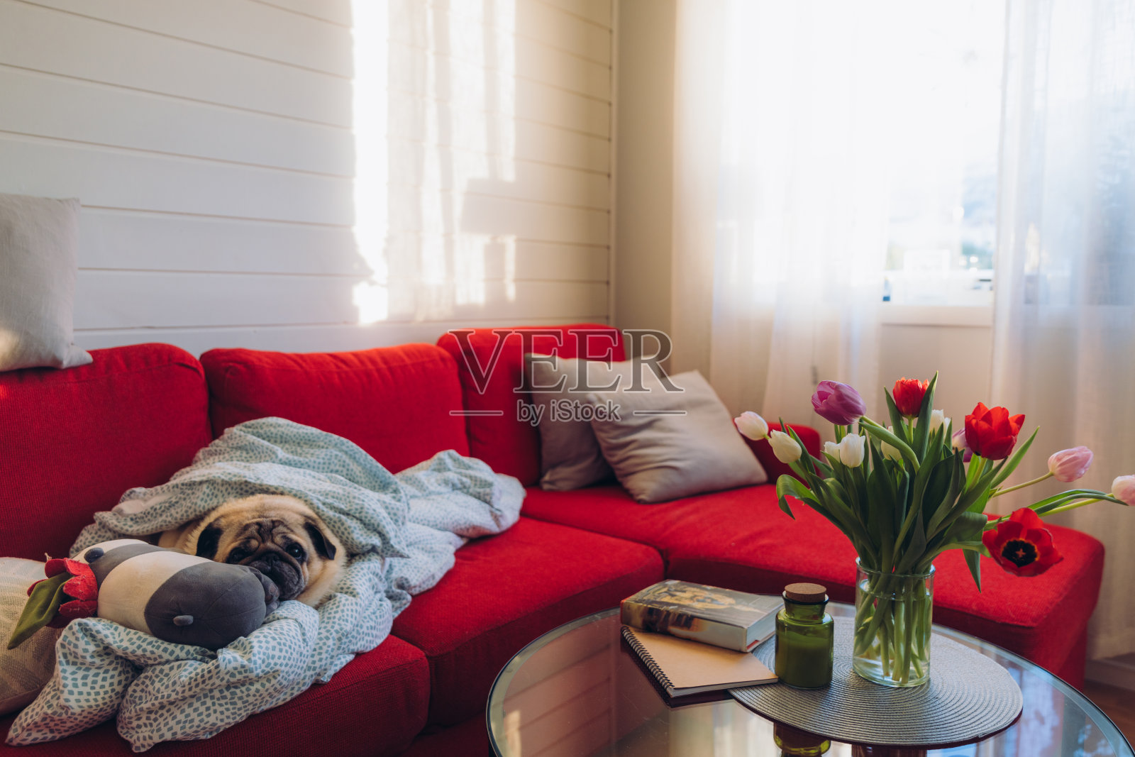 可爱的小狗躺在红色沙发上享受阳光照片摄影图片