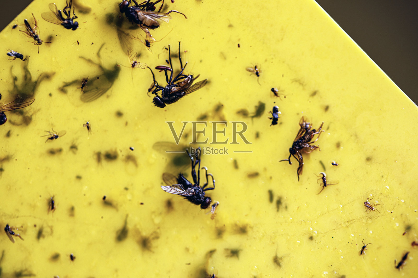 关闭。满是苍蝇的粘蝇纸照片摄影图片