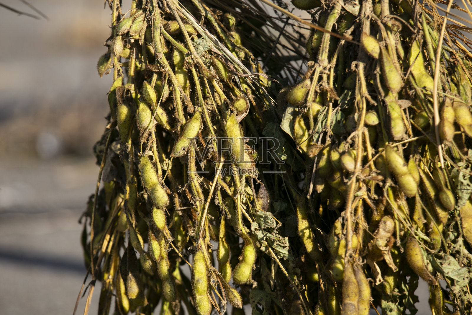 毛豆:日本新泻佐藤岛花园中的日本豆。照片摄影图片