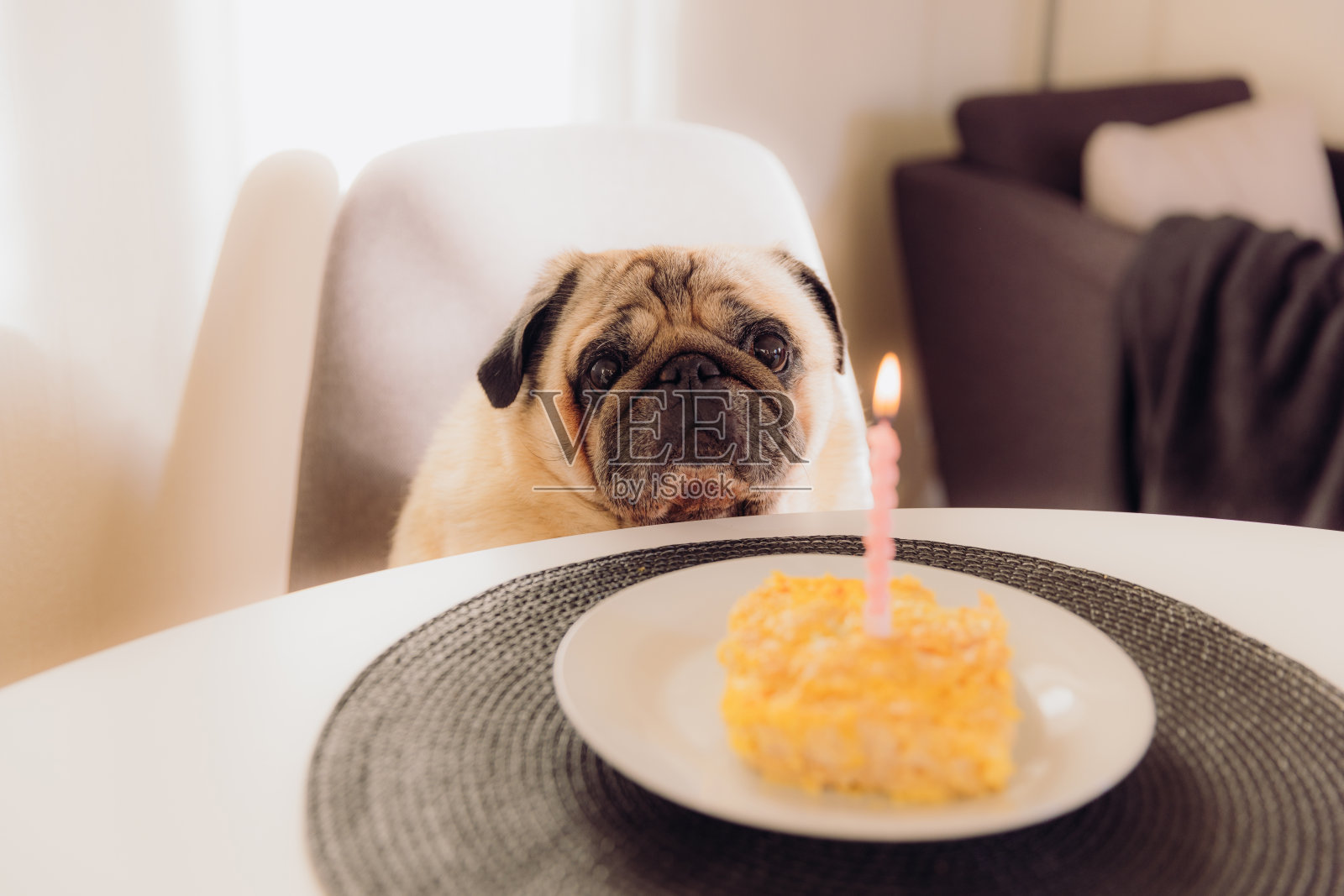 今天是毛茸茸的朋友的生日!照片摄影图片