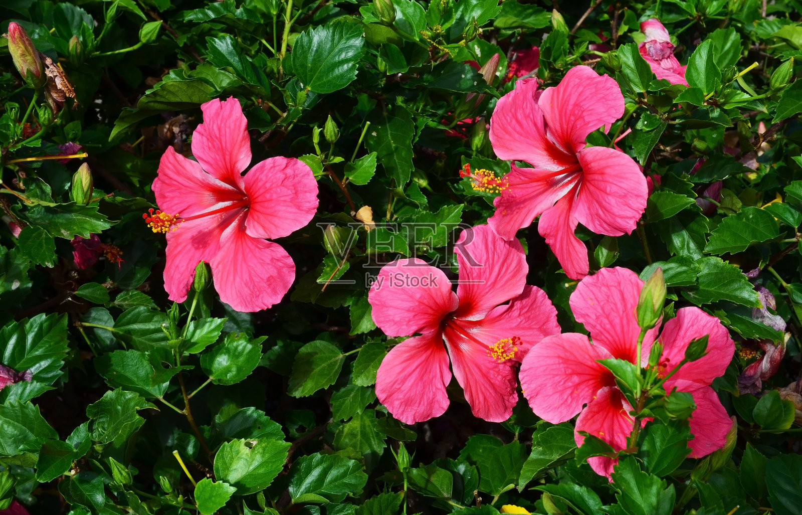 粉红色的木槿花(中国玫瑰，夏威夷木槿)在戈梅拉热带花园，加那利群岛，西班牙。花的背景。有选择性的重点。照片摄影图片