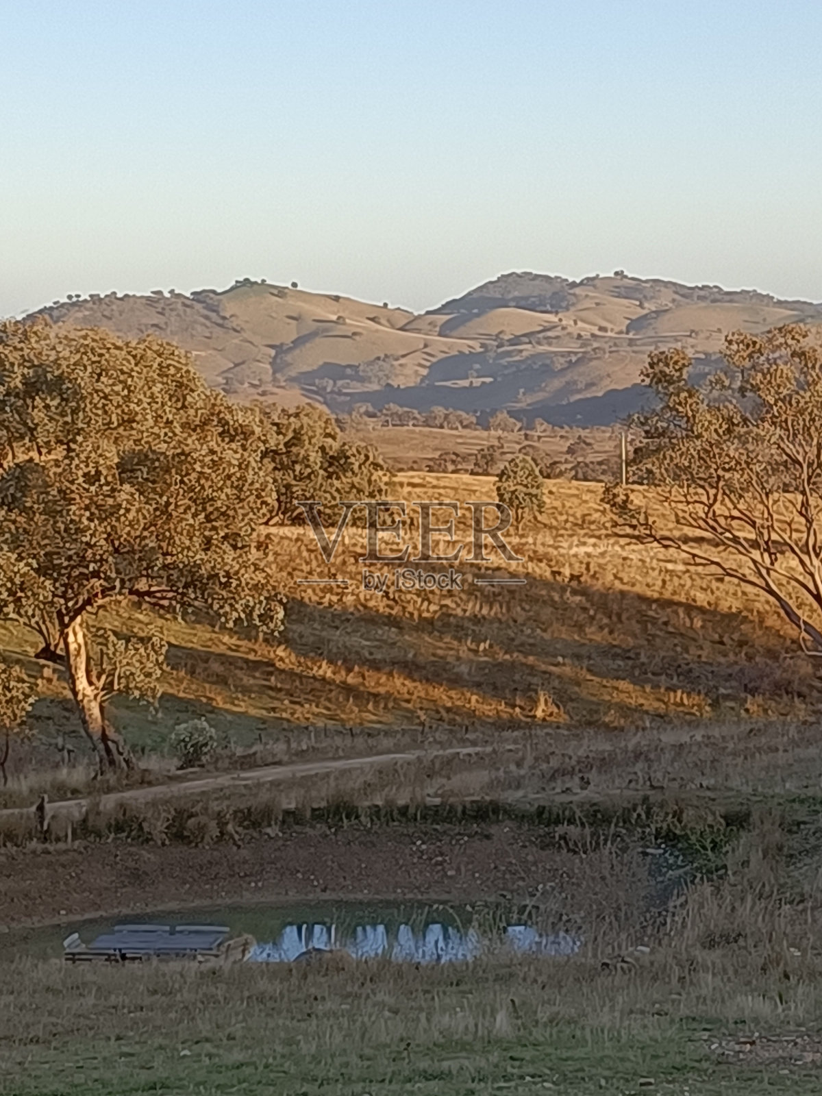 在Mudgee的一个农场的清晨照片摄影图片