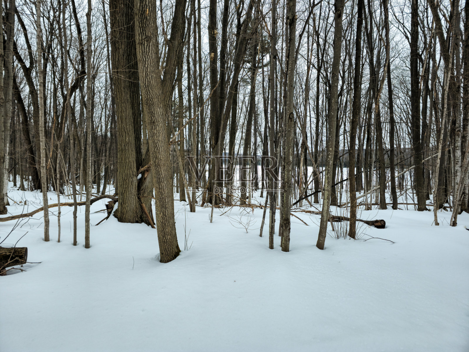 温特兰照片摄影图片