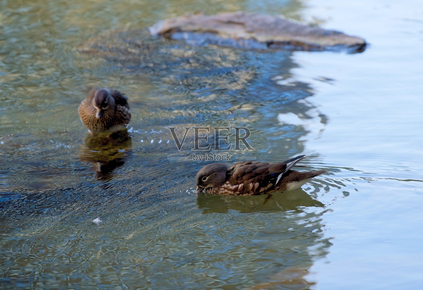 鸳鸯照片摄影图片