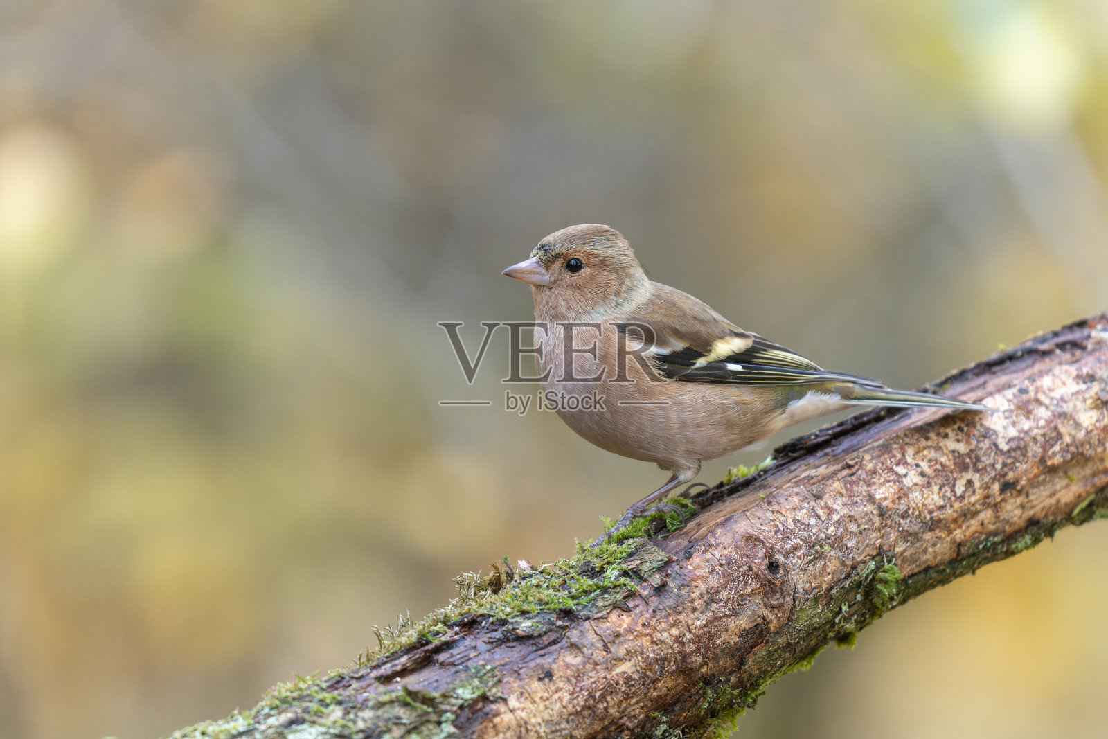公苍头燕雀(Fringilla coelebs)照片摄影图片