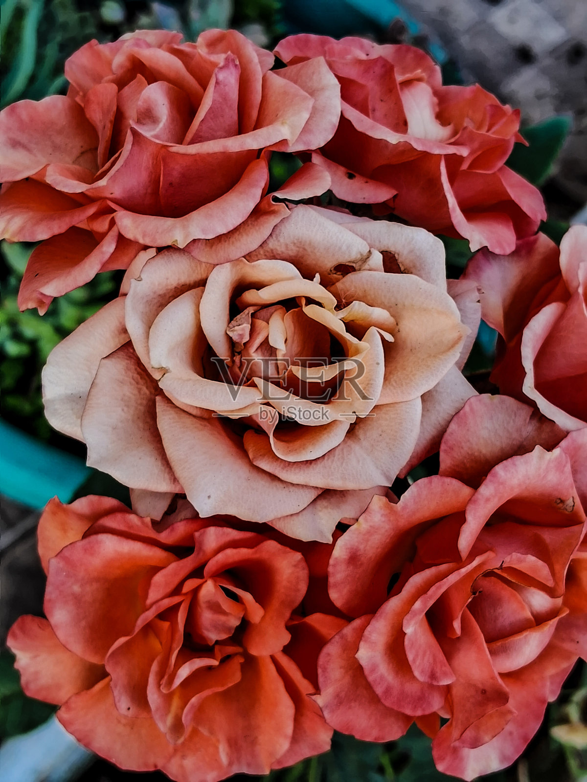 花束照片摄影图片