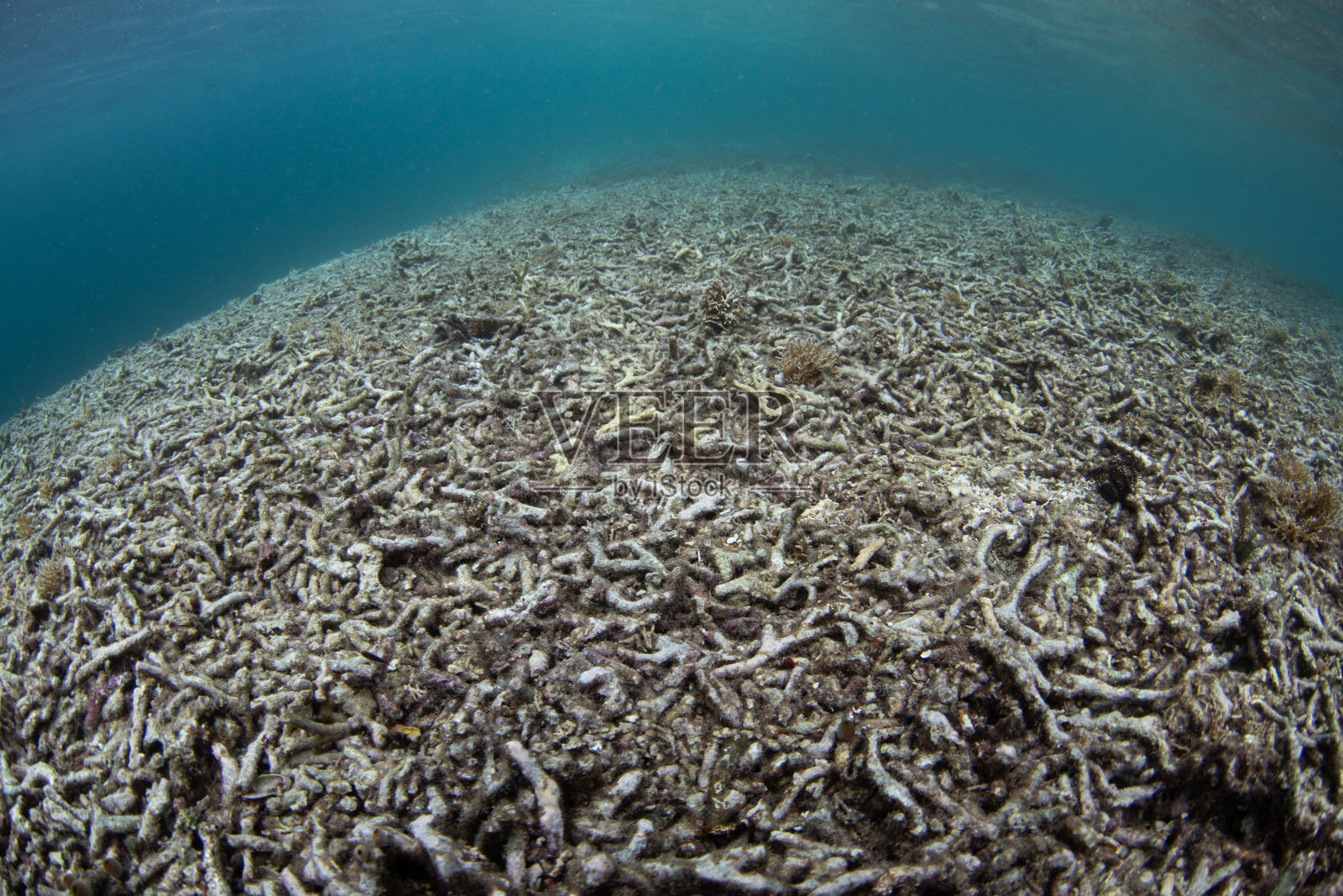 印度太平洋的死珊瑚礁照片摄影图片