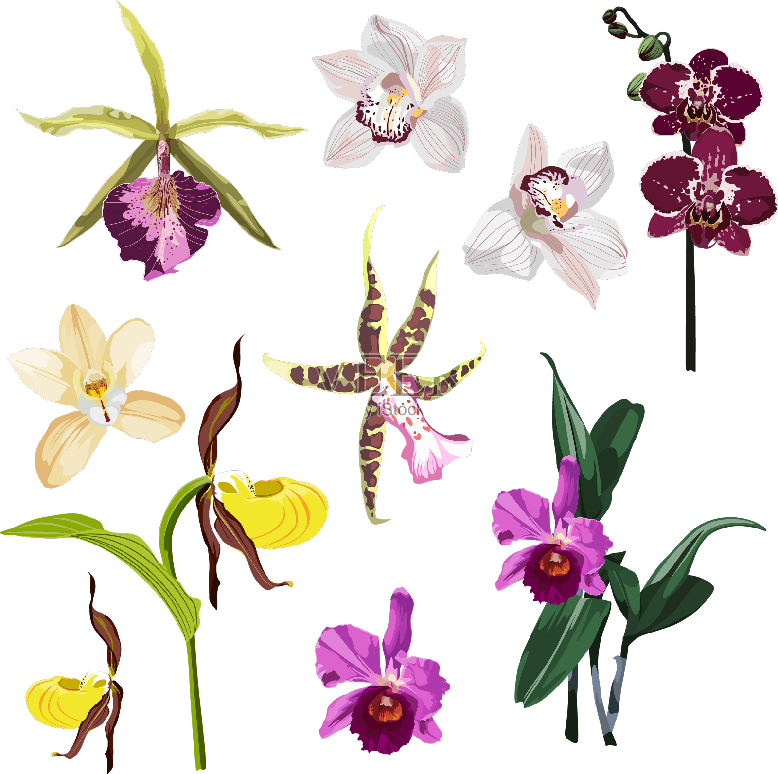 热带兰花，花奇异设计元素图片