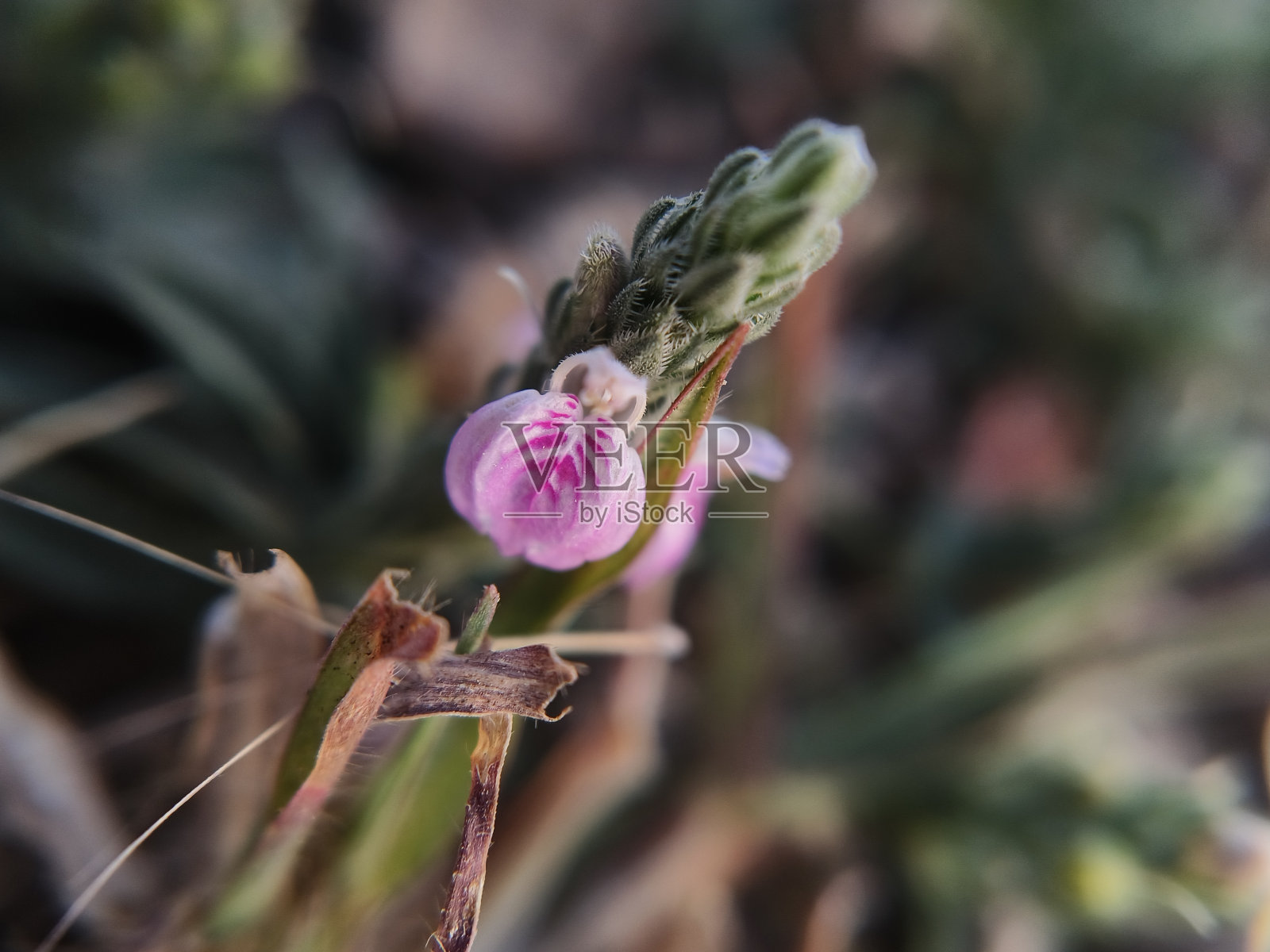 黄芩花照片摄影图片