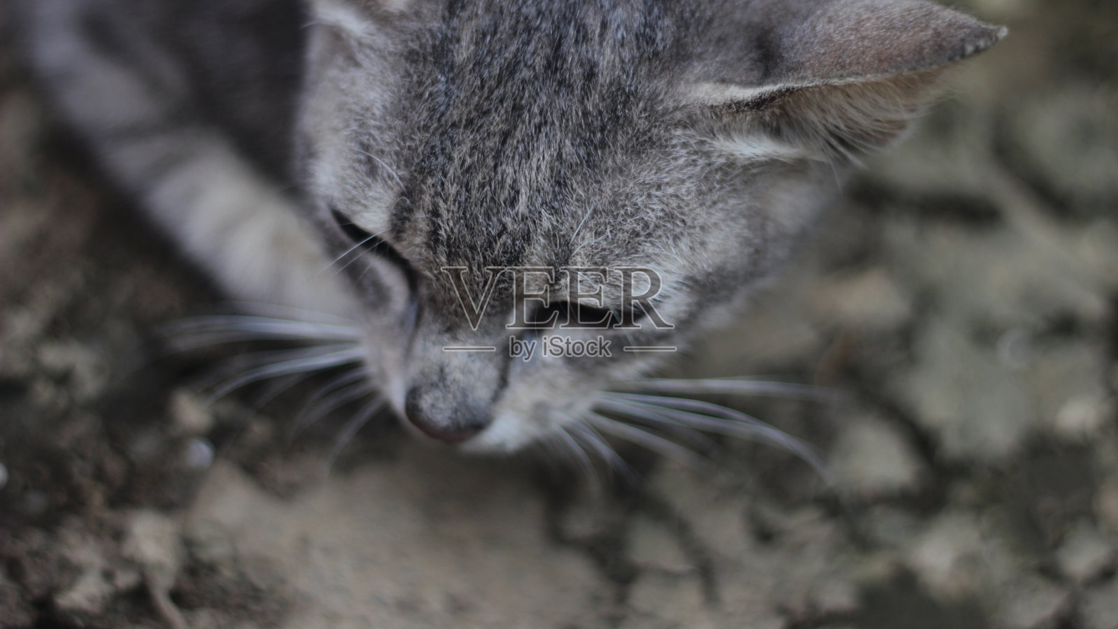 灰猫的特写，周围有散景照片摄影图片