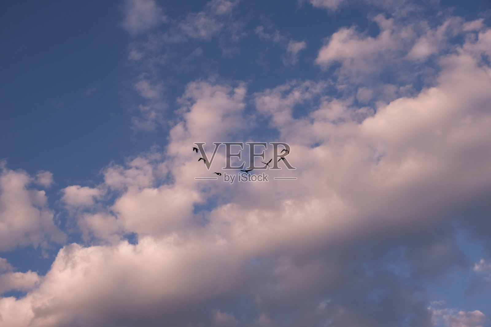 白色蓬松的云和鸟儿在飞翔照片摄影图片