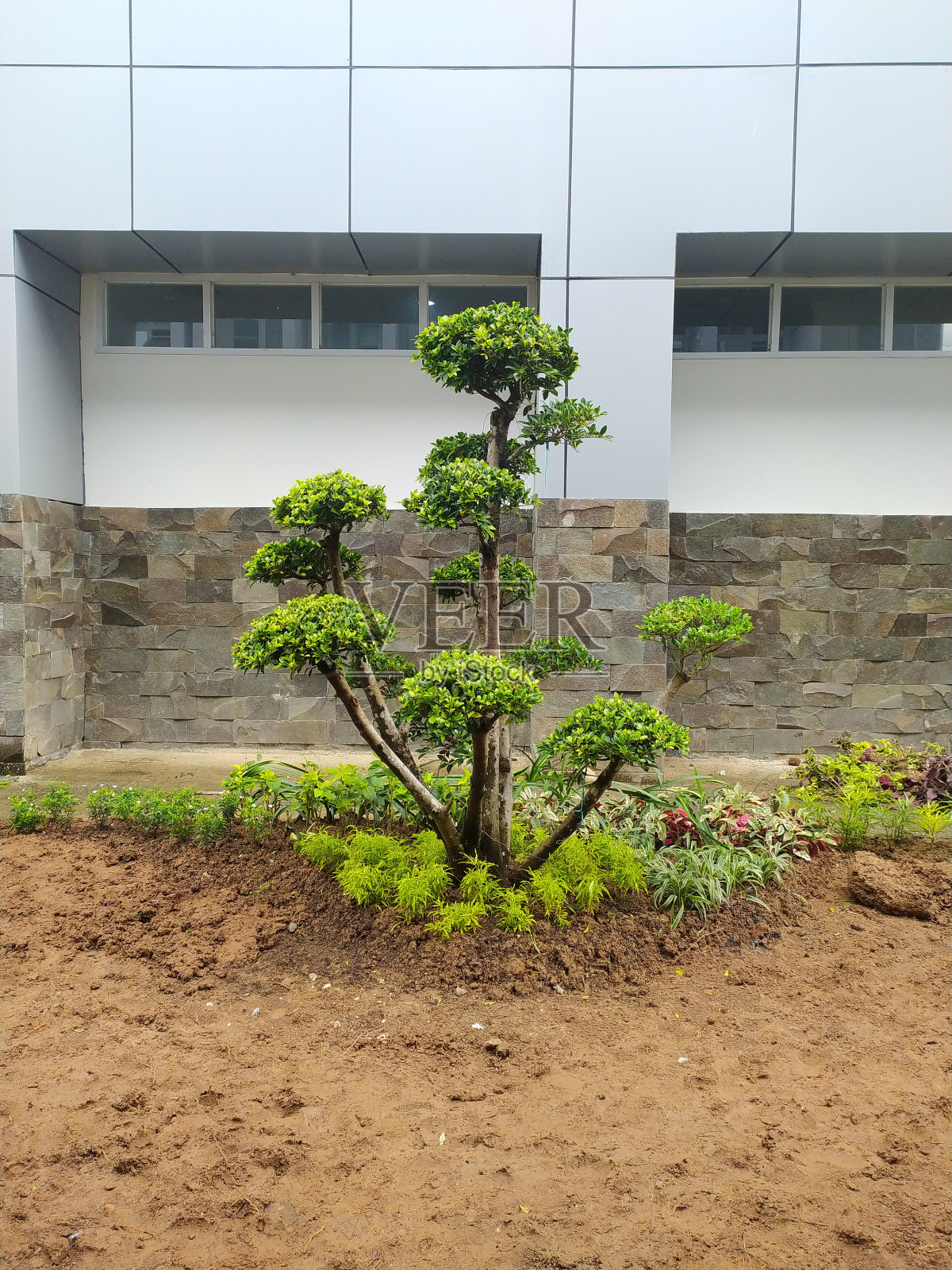 用盆景树布置花园照片摄影图片