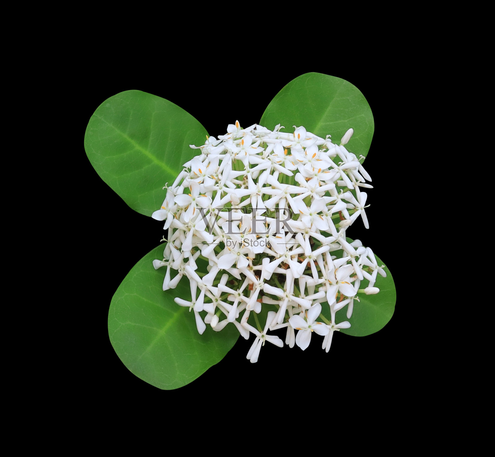 西风草或西印度茉莉花或伊克索拉花。照片摄影图片