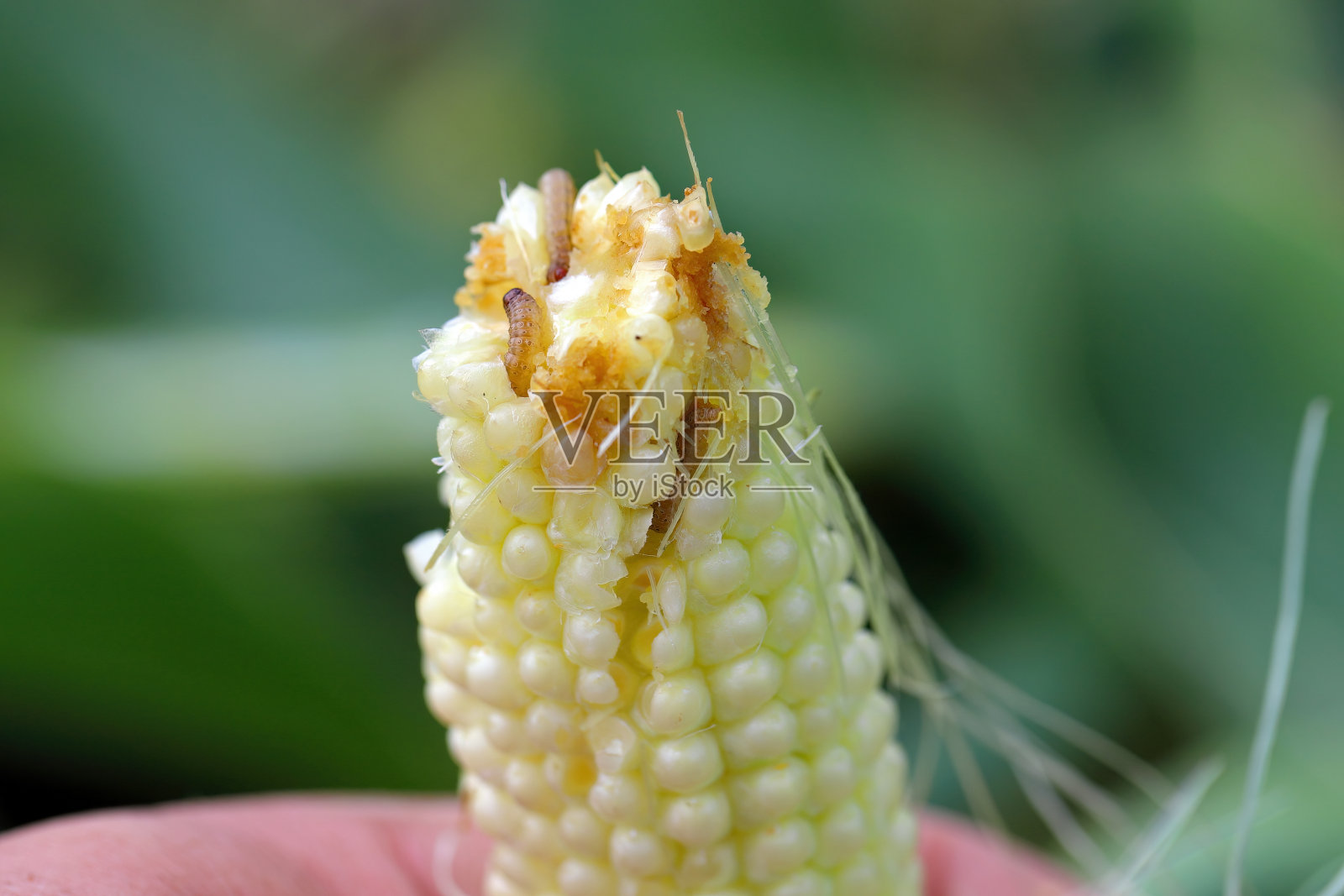 玉米，玉米芯被欧洲玉米螟(Ostrinia nubilalis)幼虫，毛虫破坏。它是玉米作物最重要的害虫之一。照片摄影图片