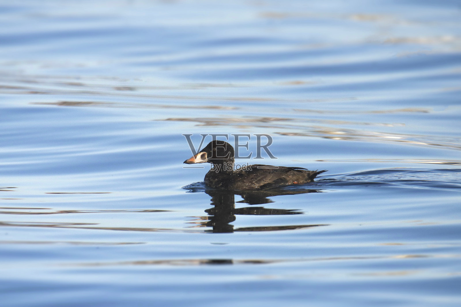 冲浪滑板(雄性，未成熟)(melanitta perspicillata)在海洋中游泳照片摄影图片