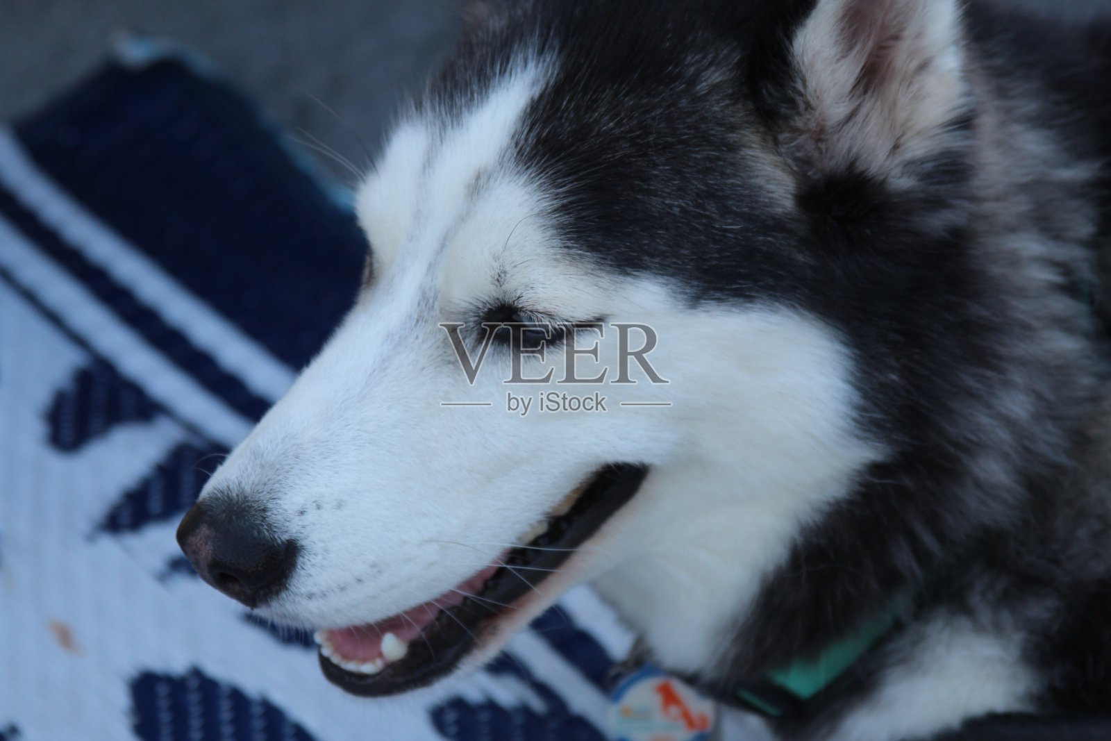 西伯利亚哈士奇的眼睛和鼻子的特写照片摄影图片