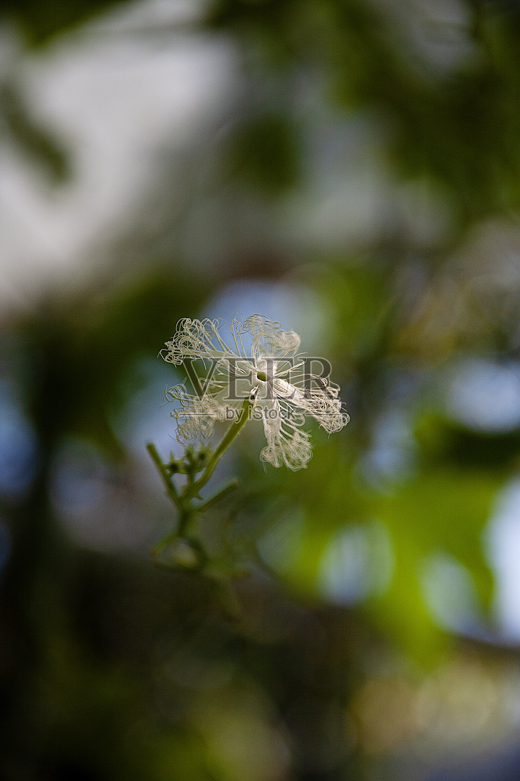 花照片摄影图片