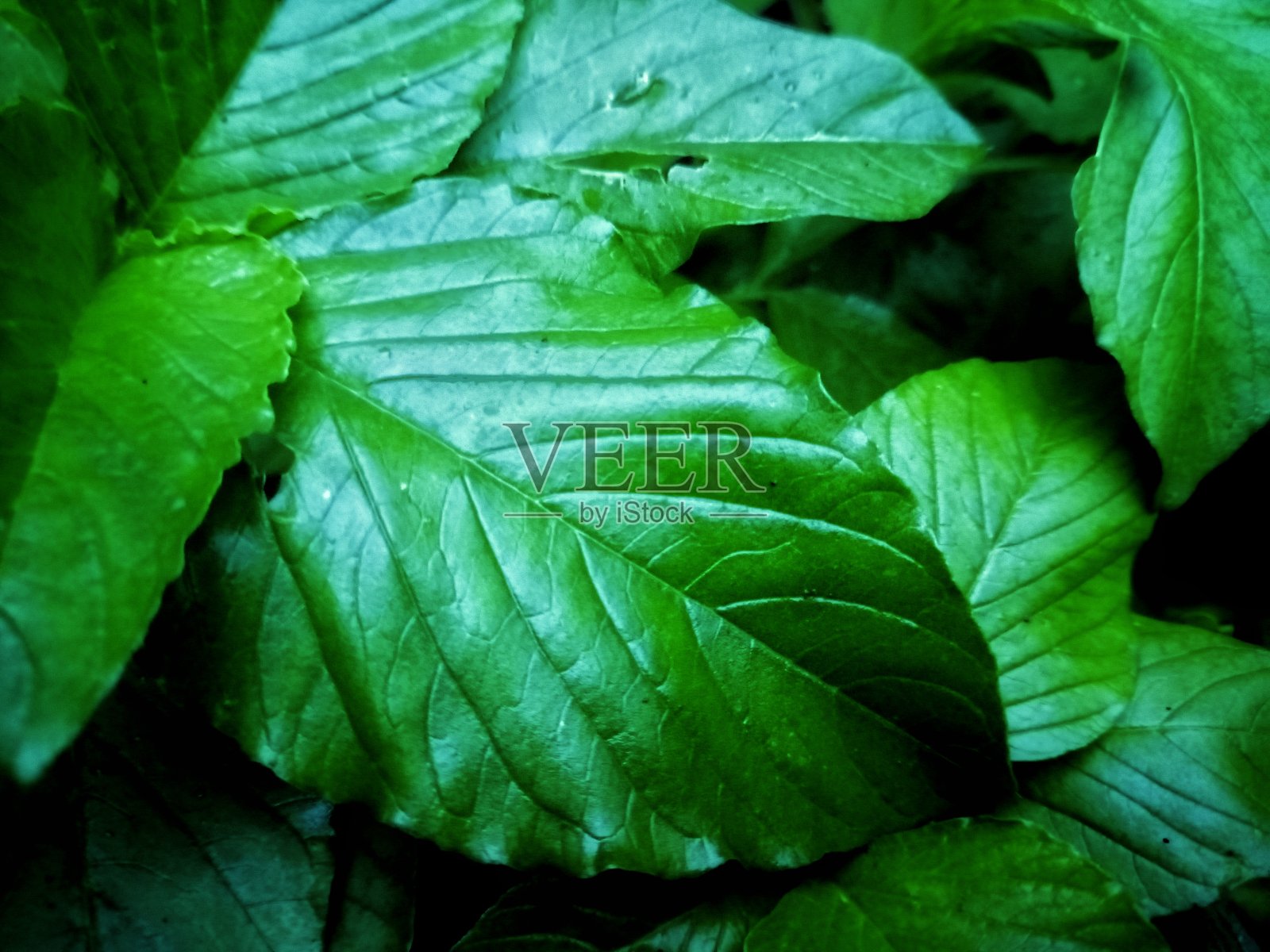 花园里的菠菜叶照片摄影图片