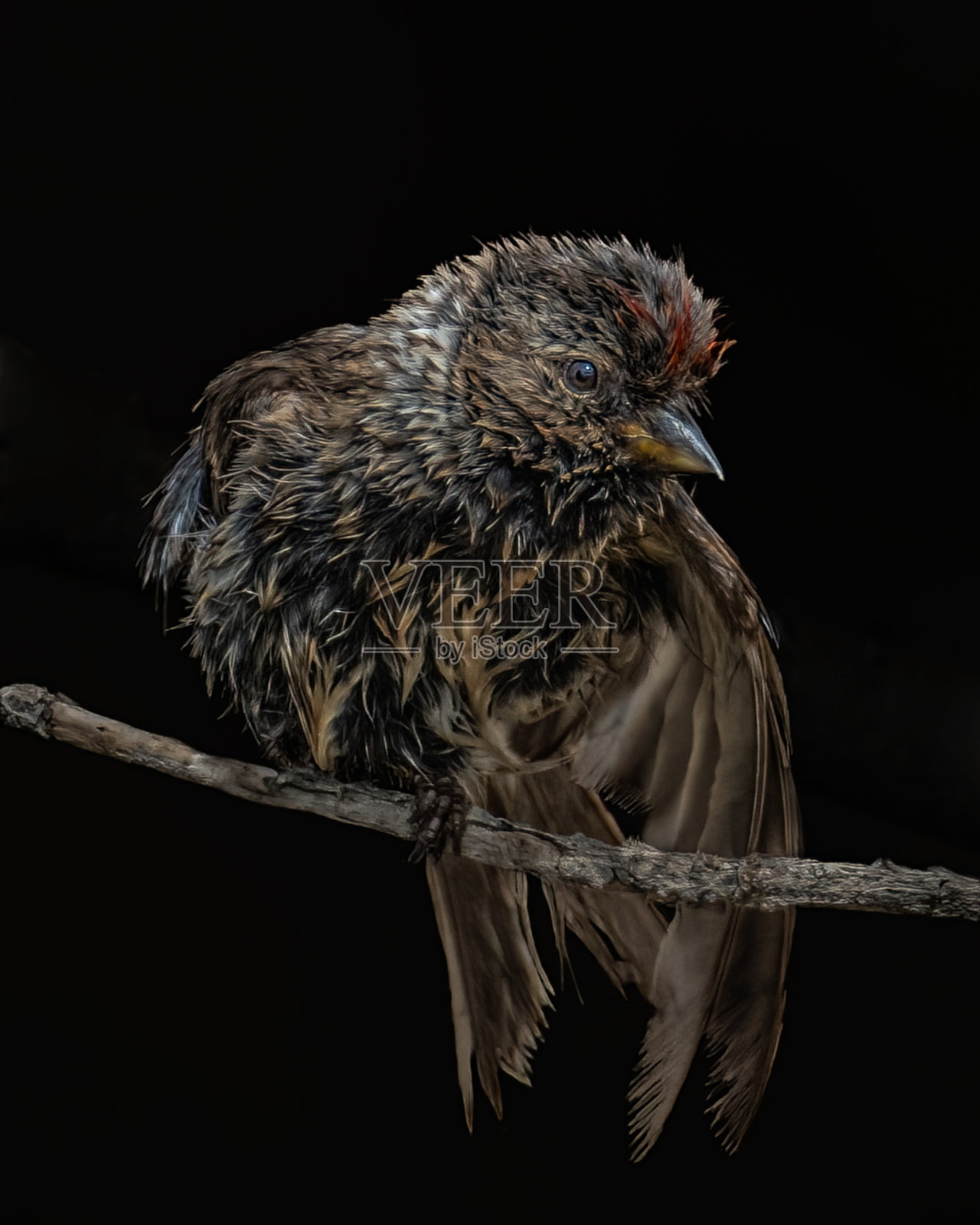 黑色背景少年红poll近距离拍摄照片摄影图片