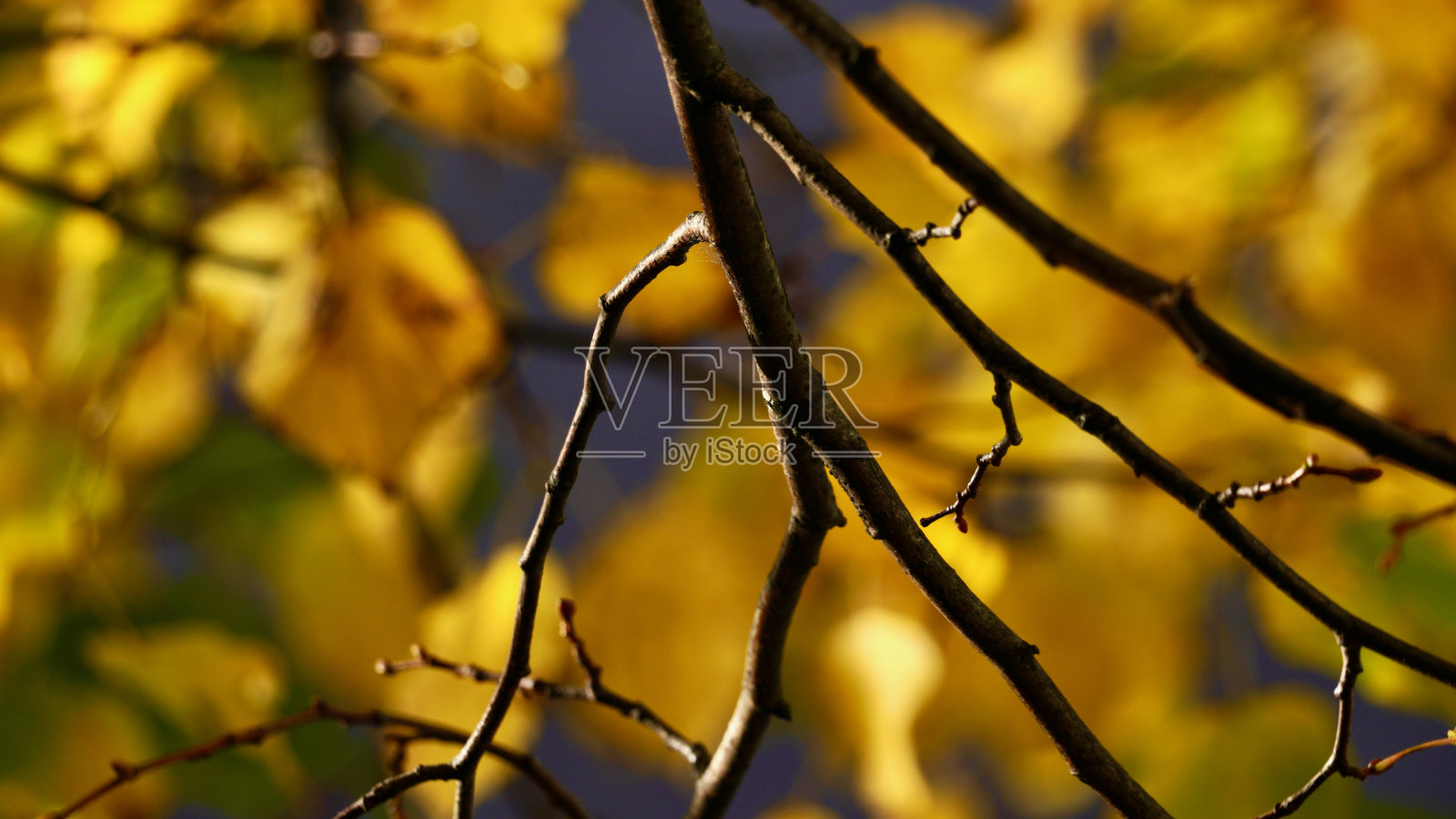 秋叶变色的季节美学图像照片摄影图片