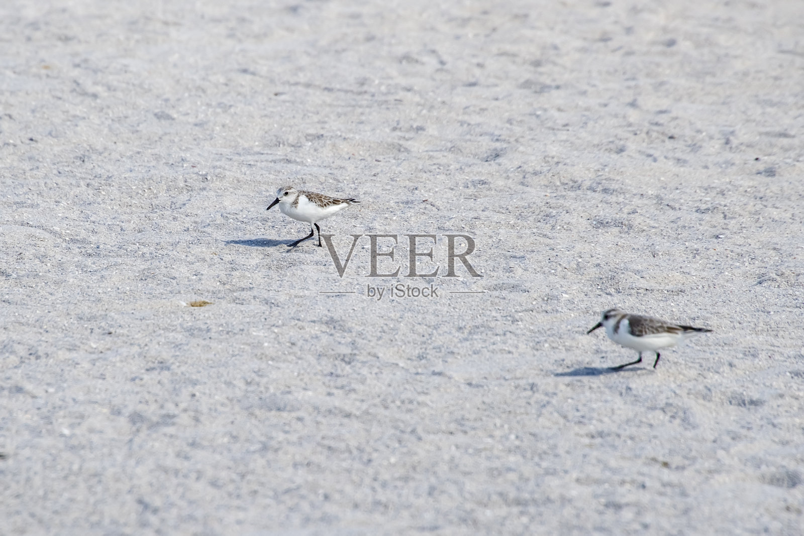 白腰鹬照片摄影图片