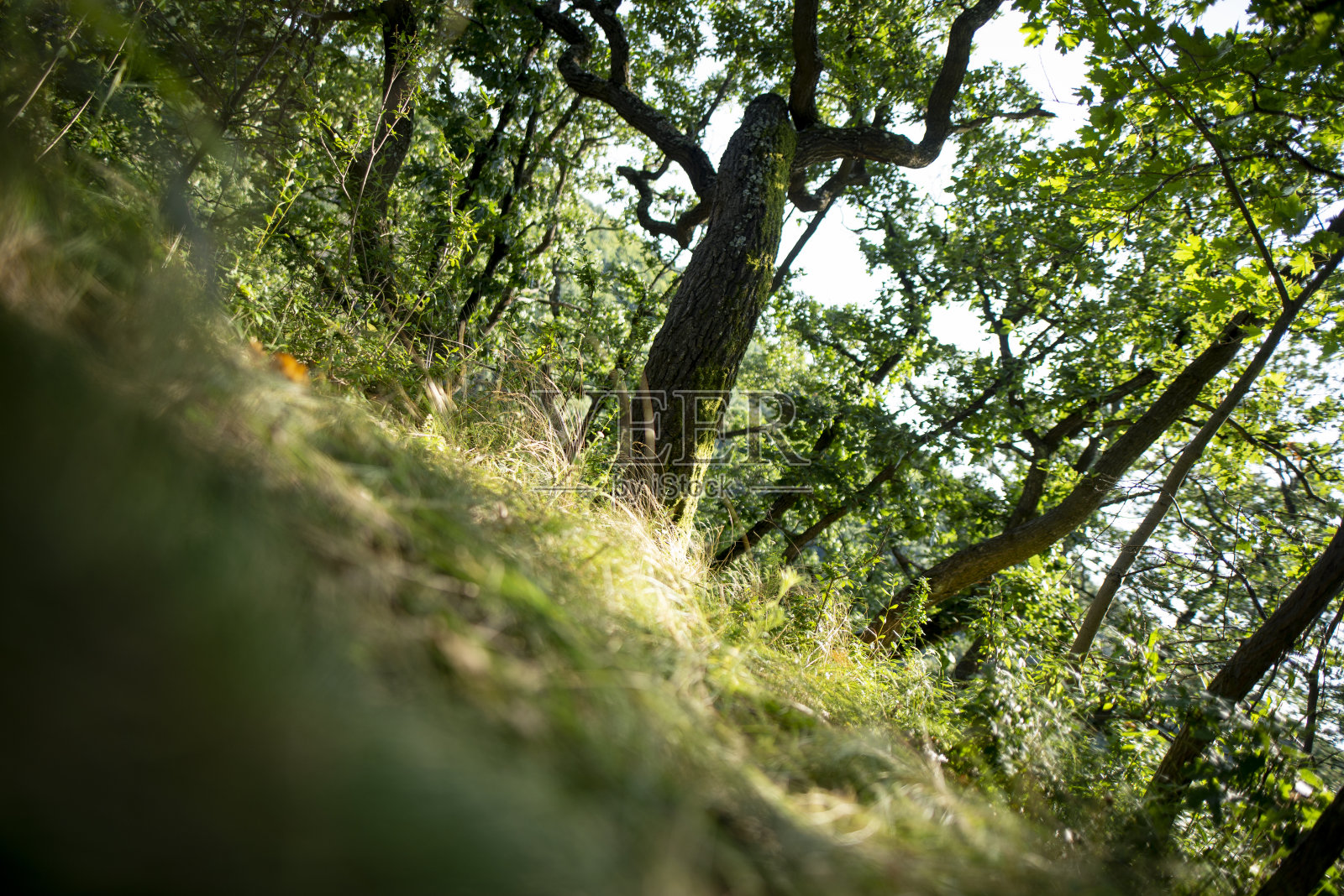 在茂密的绿色森林里，阳光穿过茂密的树枝照片摄影图片