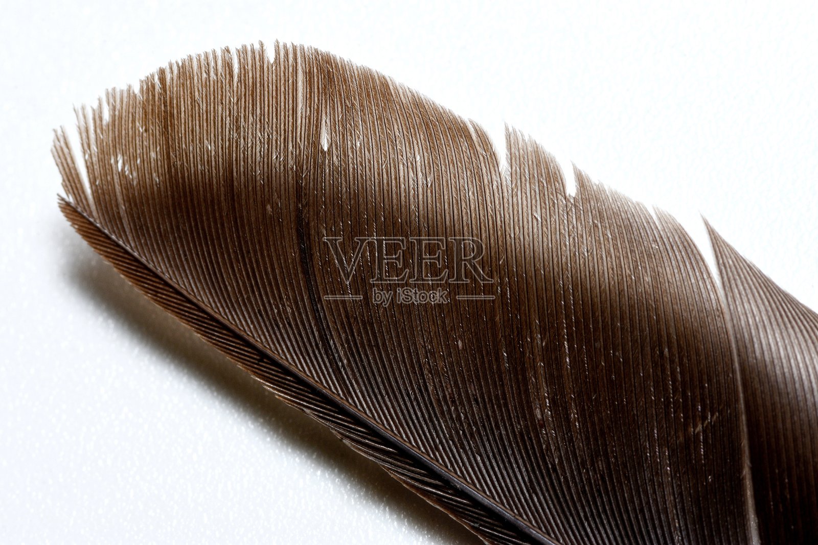 鸟羽-白色背景。照片摄影图片