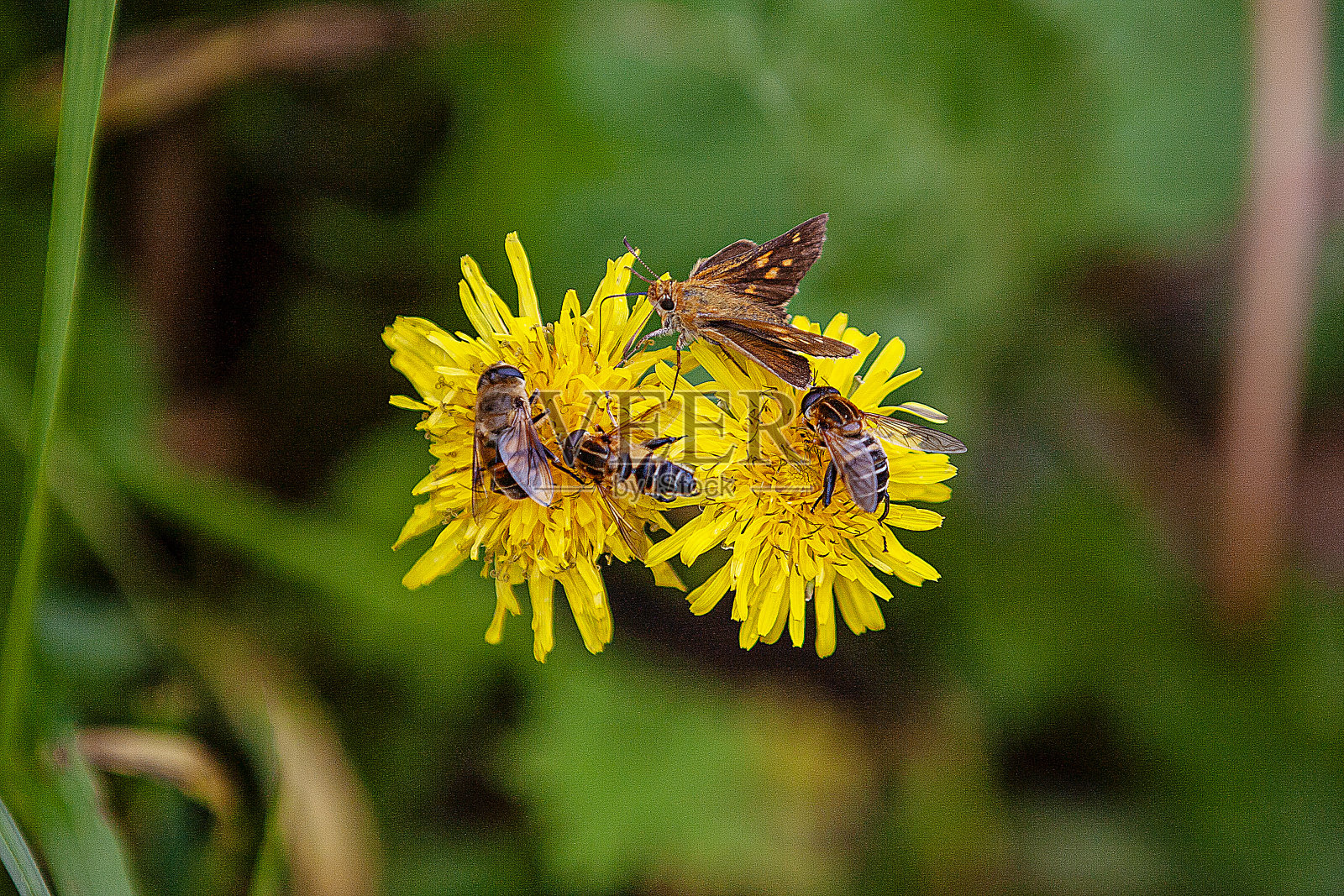 蒲公英照片摄影图片