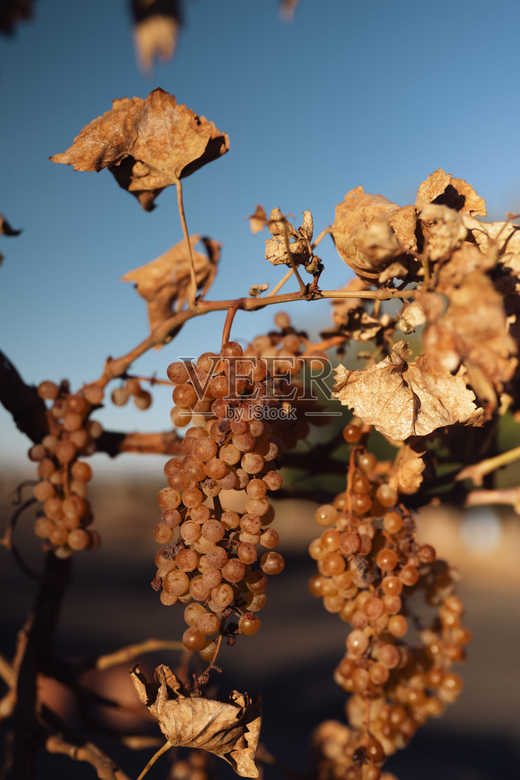 葡萄挂在藤上照片摄影图片