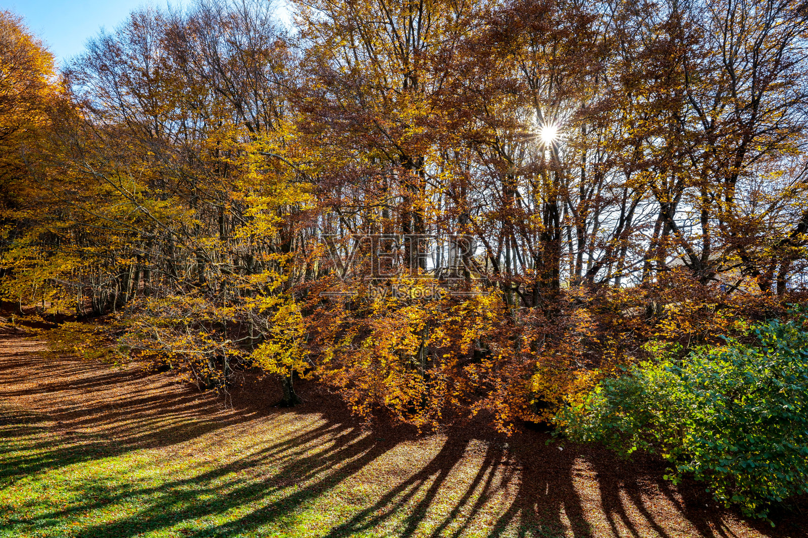 秋天的色彩在意大利中部的山毛榉林中描绘了一幅壮丽的自然景色照片摄影图片
