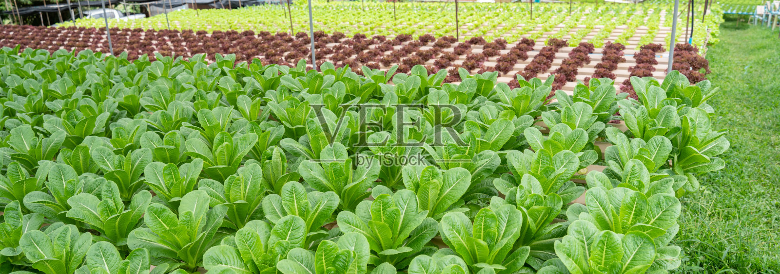 蔬菜以水培农场的智能温室垂直植物为背景，有机新鲜收获蔬菜;田间栽培养殖沙拉植物健康农场照片摄影图片