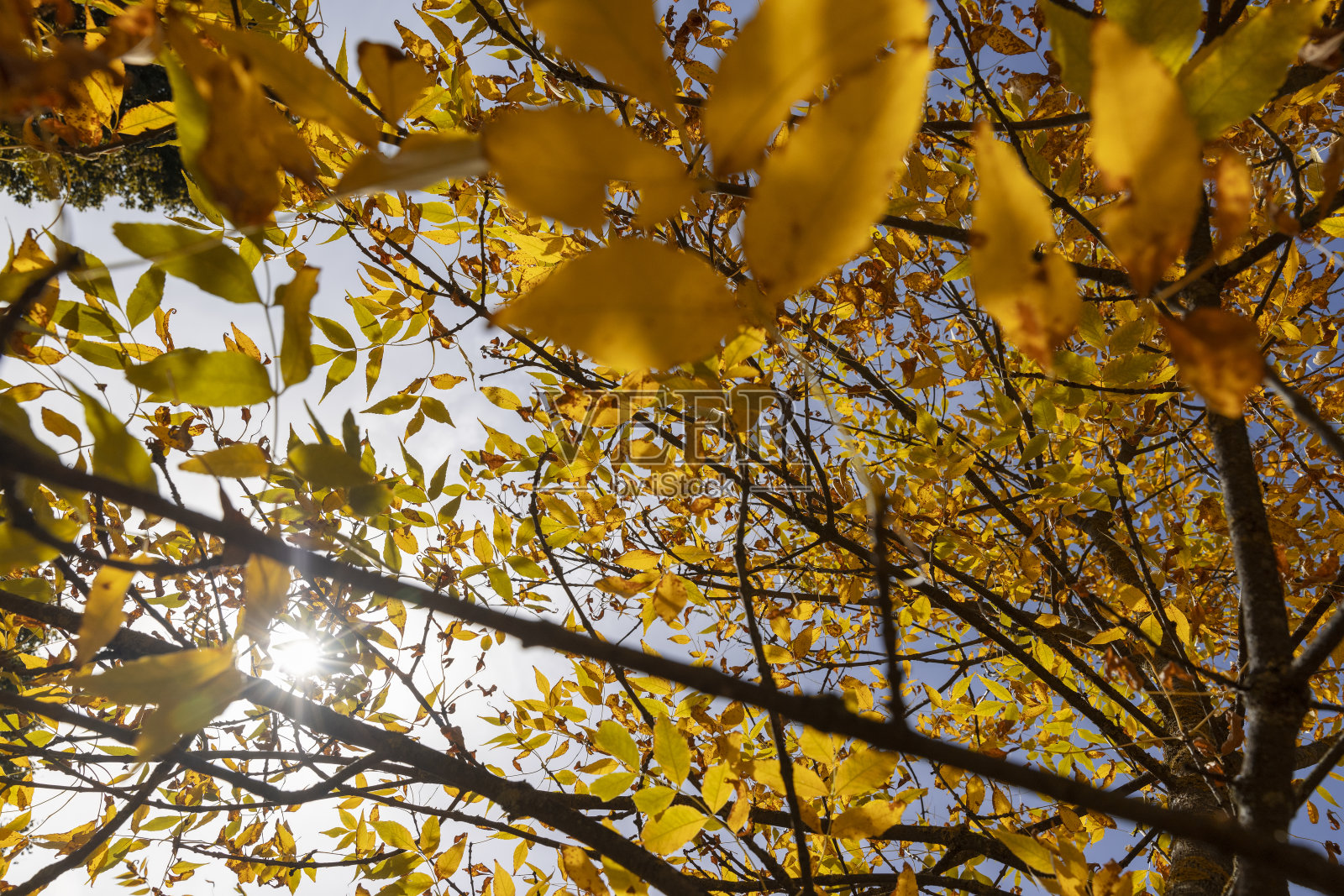 白蜡树叶子的颜色从绿色变为黄橙色照片摄影图片