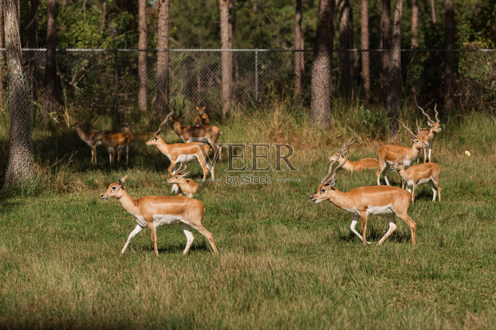 2023年秋天，南佛罗里达的野生动物园里，一大群黑斑羚在草地上皱着眉头照片摄影图片