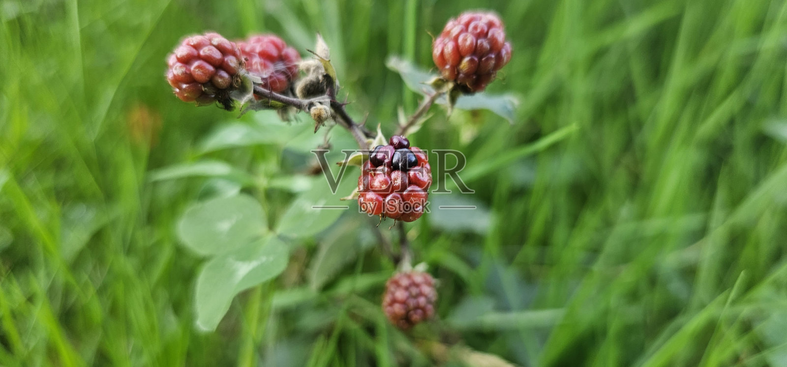 许多成熟的黑莓丛(黑莓红莓属)它们是红色和紫色的。照片摄影图片