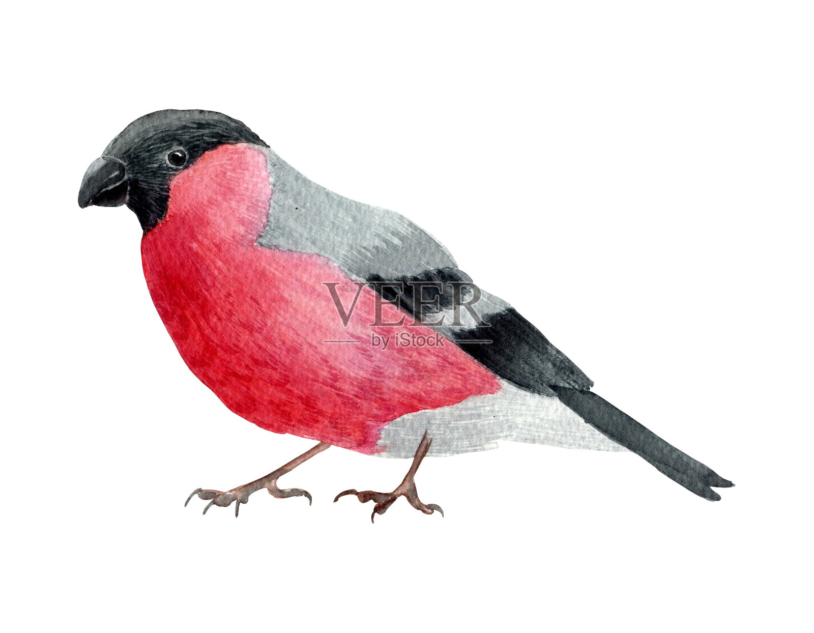 胸毛红色的森林鸣禽。水彩手绘艺术插图在白色的背景。用于卡片，手工纺织品，印刷品，菜单，海报插画图片素材