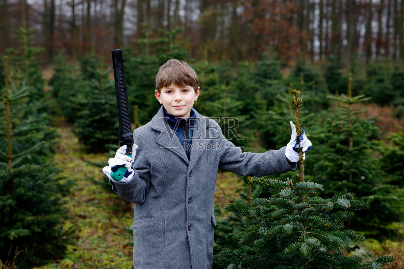 可爱的小学生和圣诞树在杉树砍伐种植园。快乐的孩子在冬天挑选时装，在森林里砍倒自己的圣诞树，这是德国的家庭传统照片摄影图片