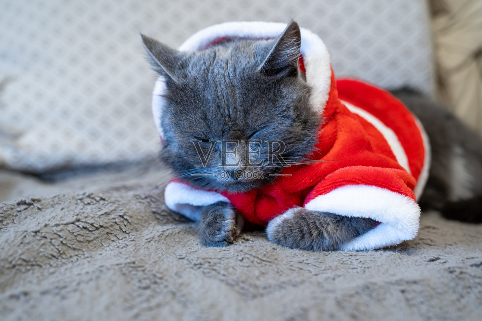 猫穿着圣诞老人的服装，宠物累了睡在沙发上，假期结束了照片摄影图片