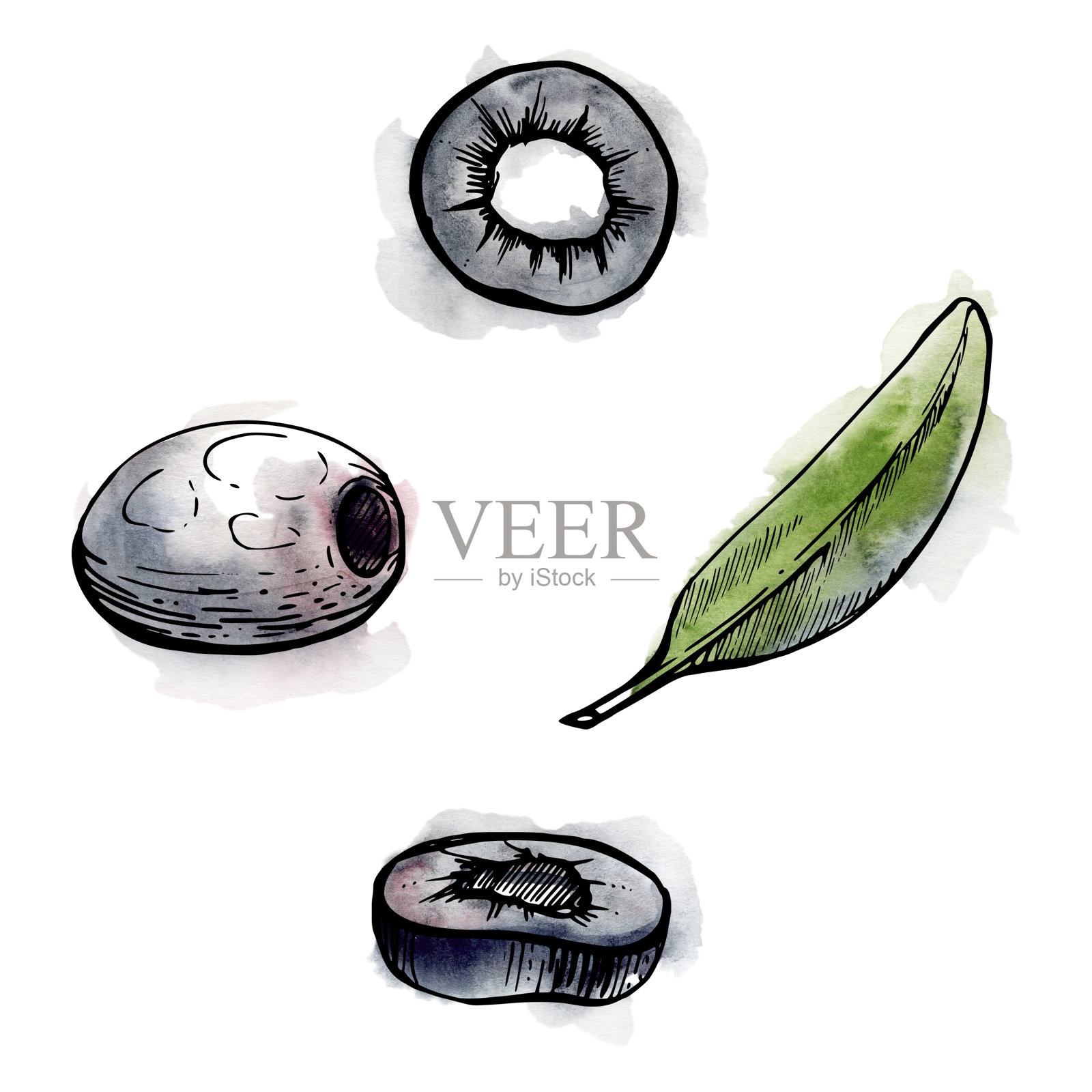 手绘水彩墨水插图。橄榄蔬菜叶，全片，生态素食农产品。孤立在白色上的单个物体。设计餐厅菜单，咖啡厅，食品店包装，传单，印刷。插画图片素材