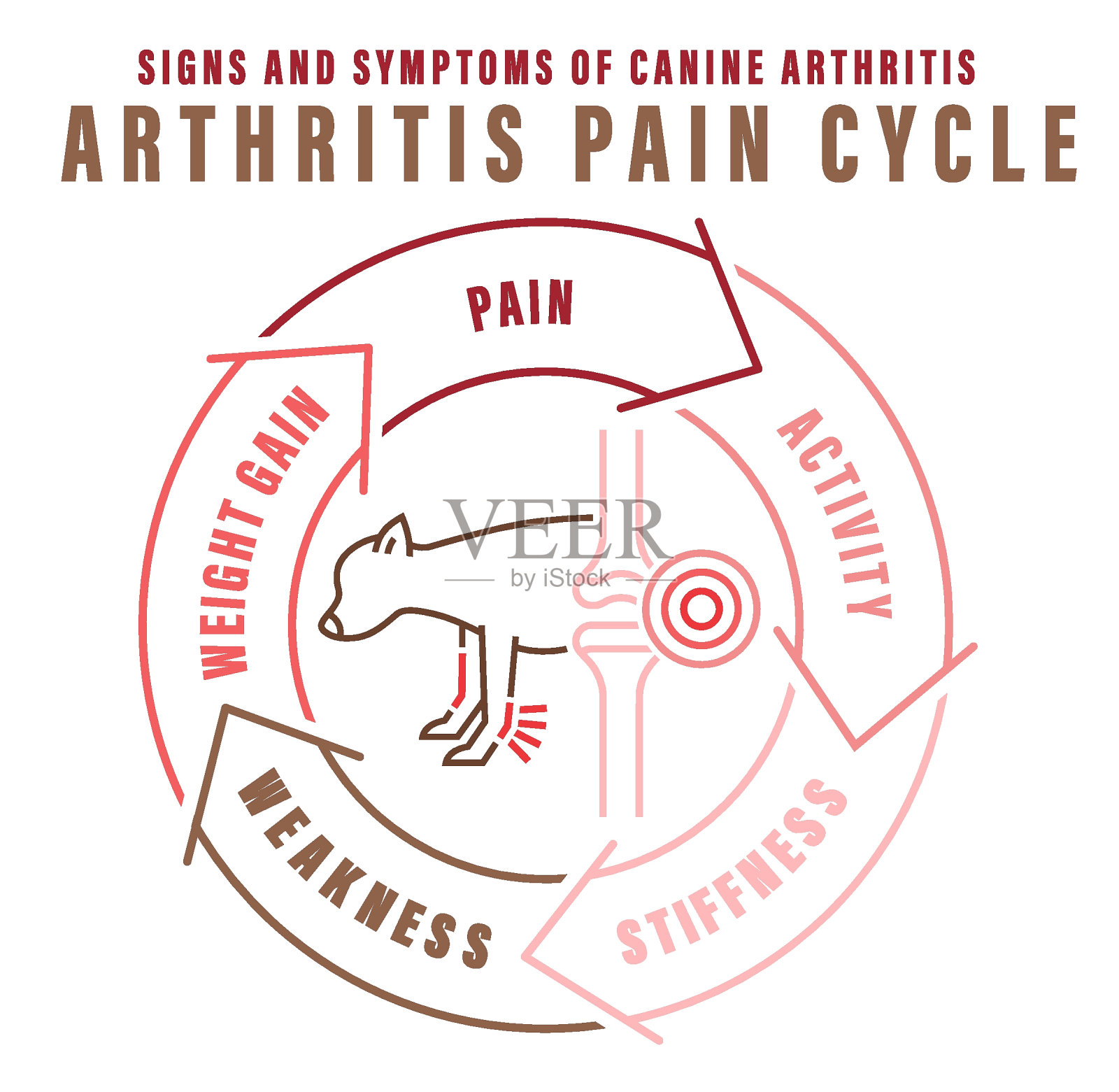 关节炎，狗的骨关节炎。常见的疾病。兽医信息图。医学概念。插画图片素材