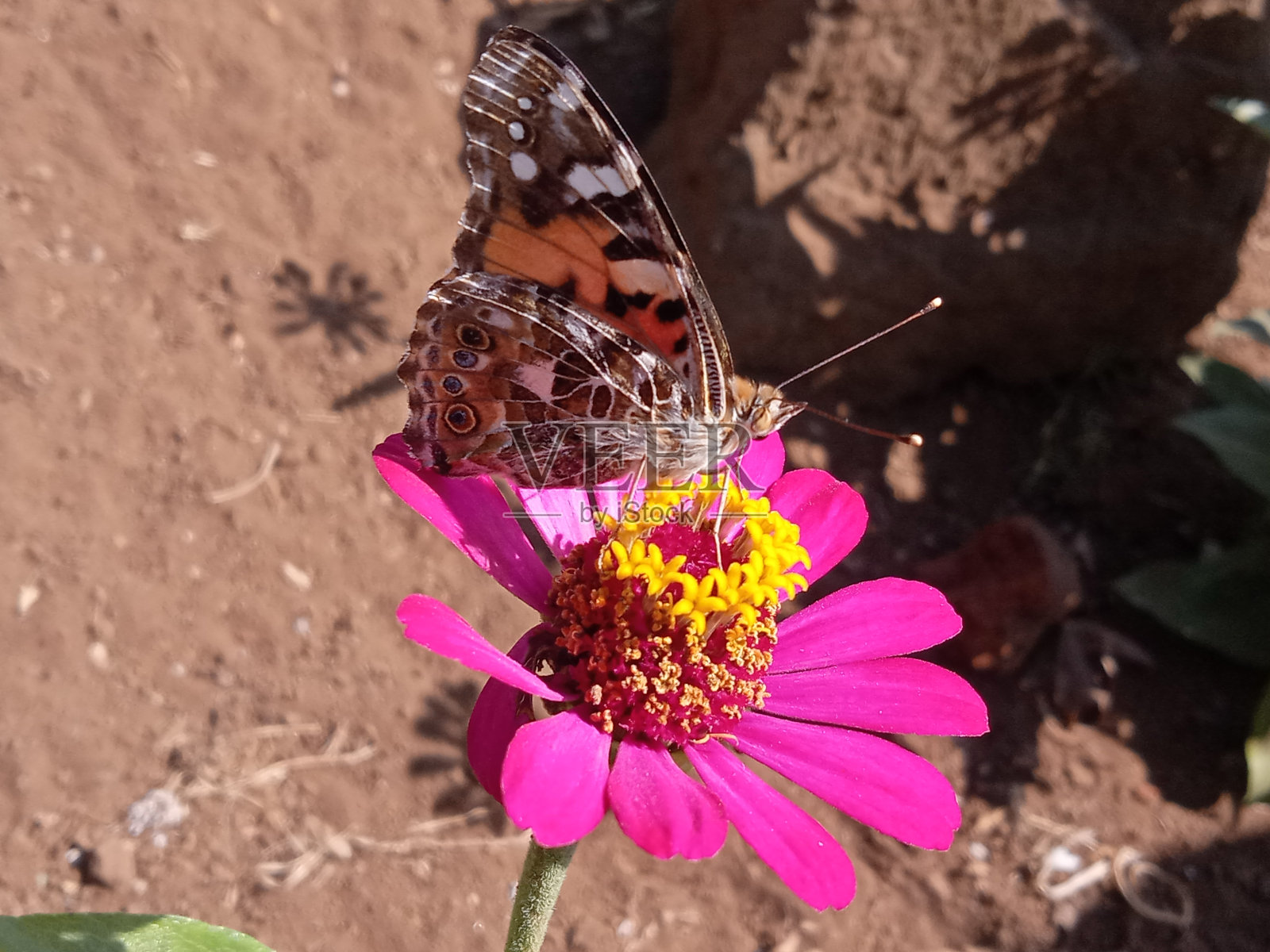 野生蝴蝶照片摄影图片