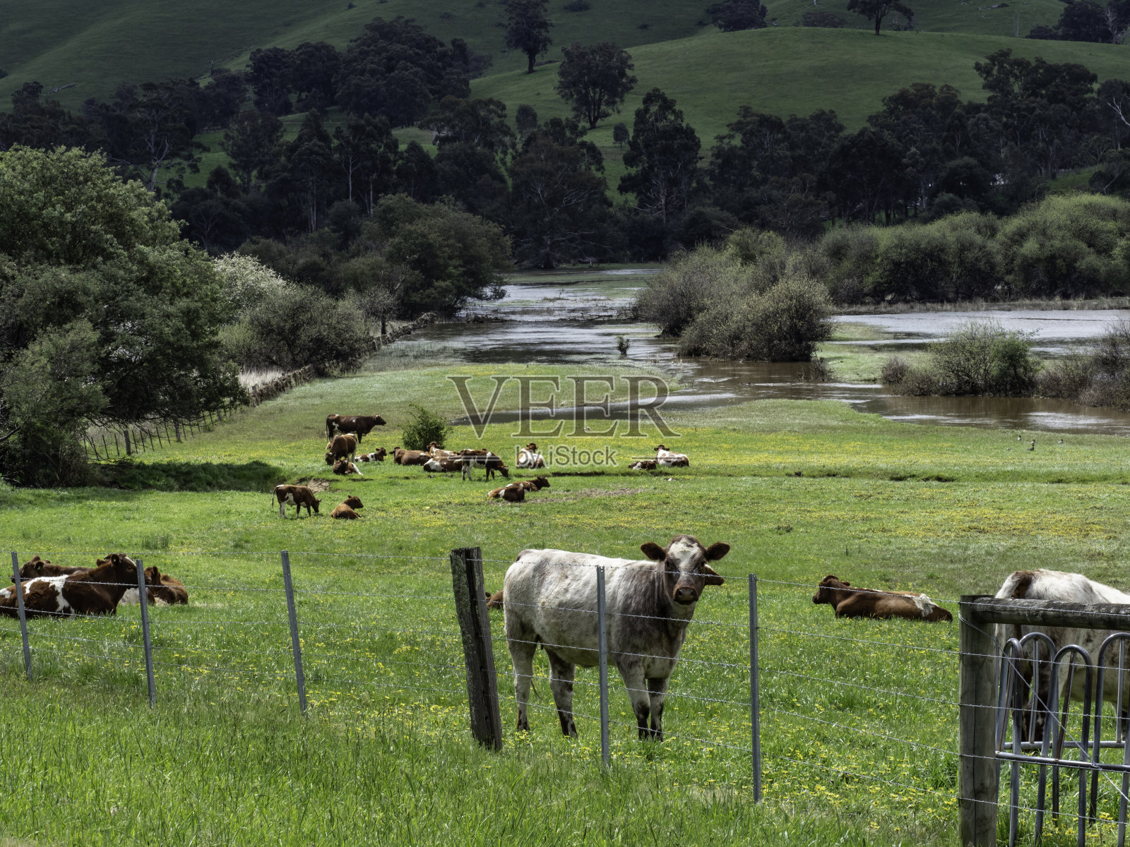 好奇的奶牛在被水淹没的田地里照片摄影图片