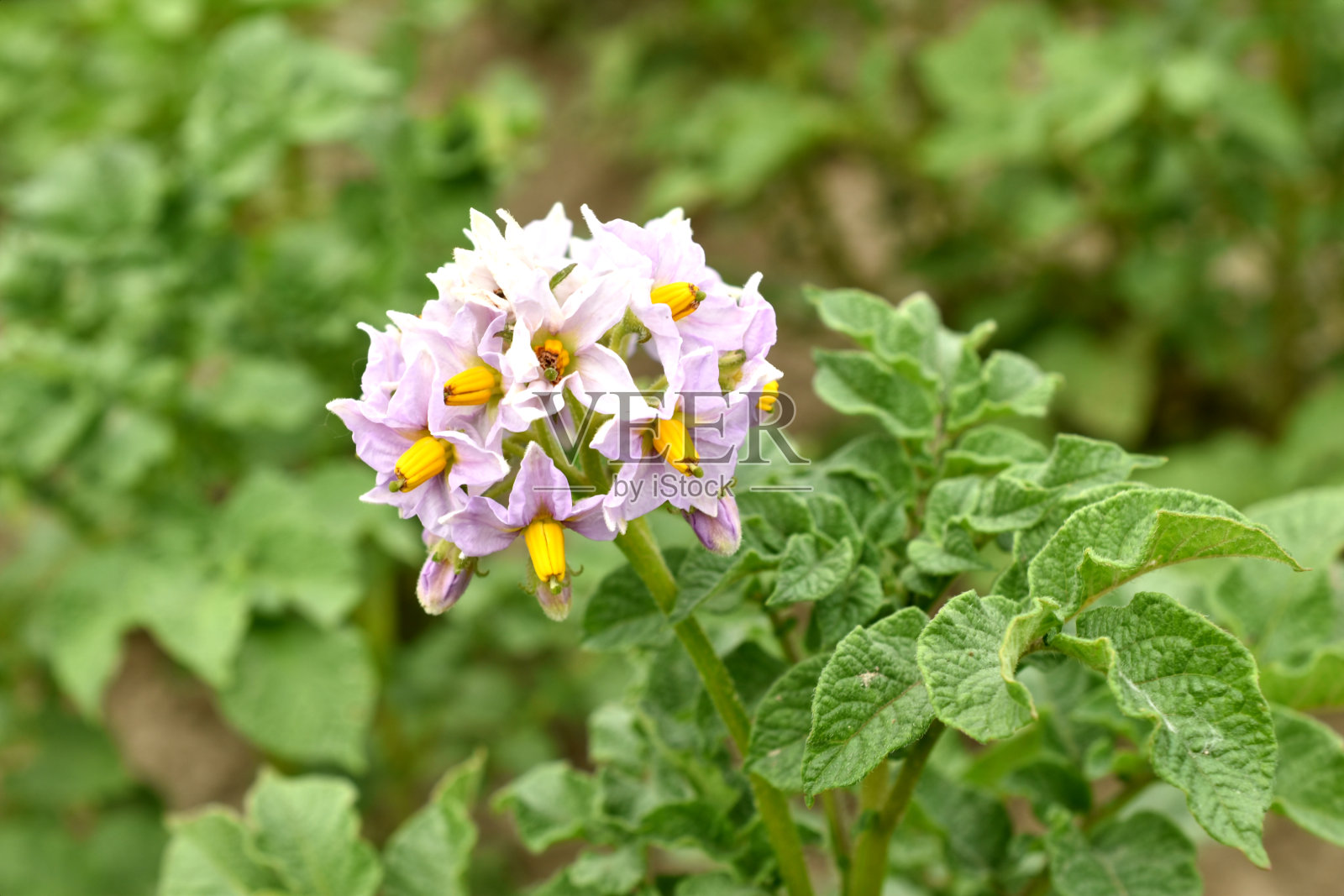 马铃薯开花了。粉红色的花。照片摄影图片