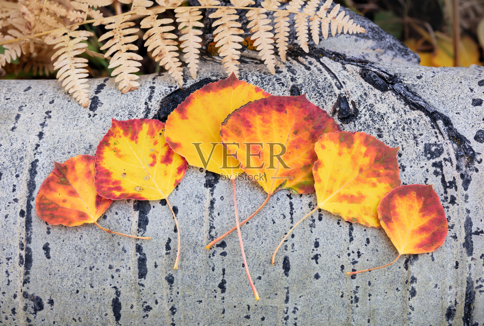 树干上的橙色和红色的秋白杨叶子照片摄影图片