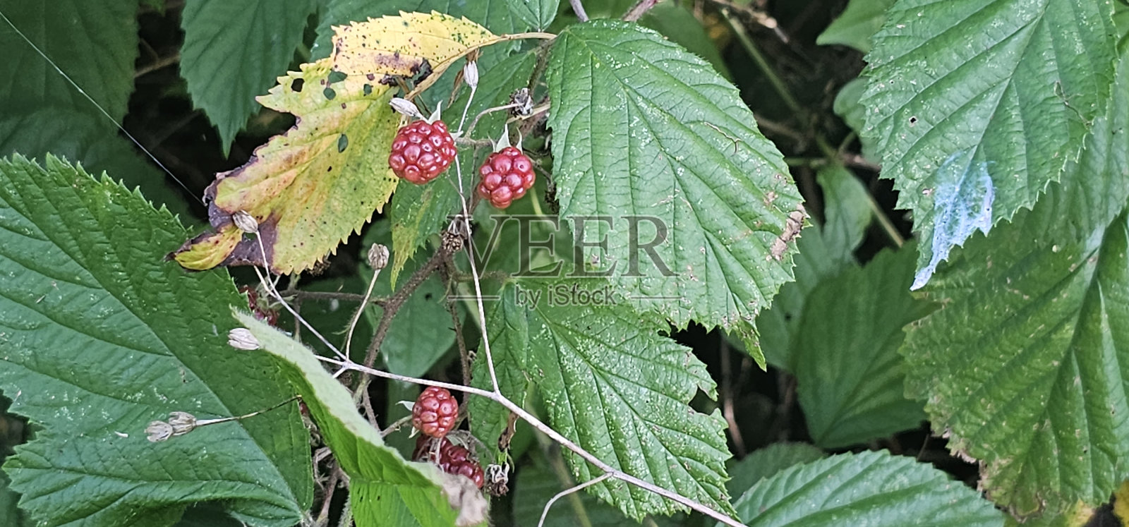许多成熟的黑莓丛(黑莓红莓属)它们是红色和紫色的。照片摄影图片