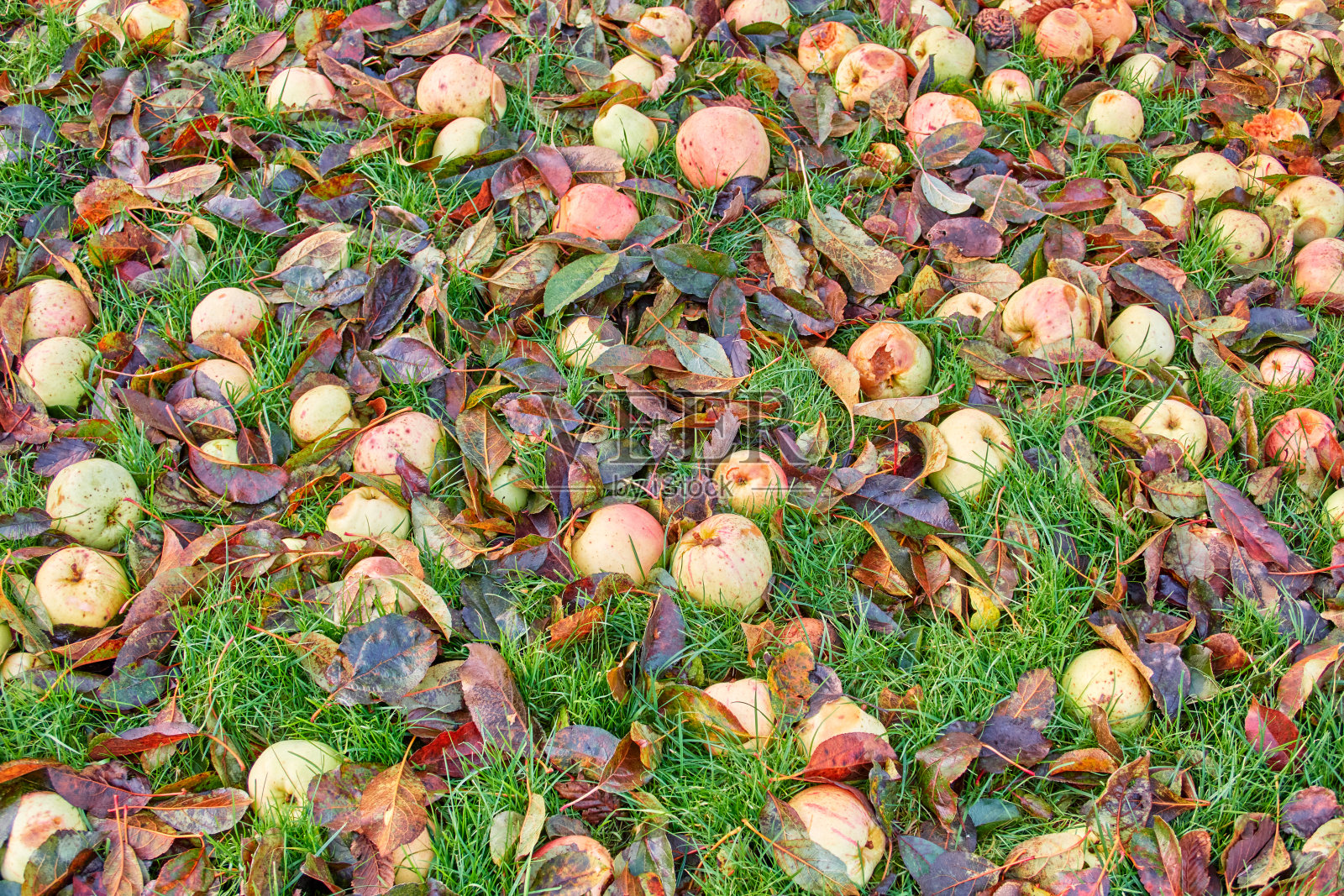 11月的自然照片——草坪上的烂苹果照片摄影图片