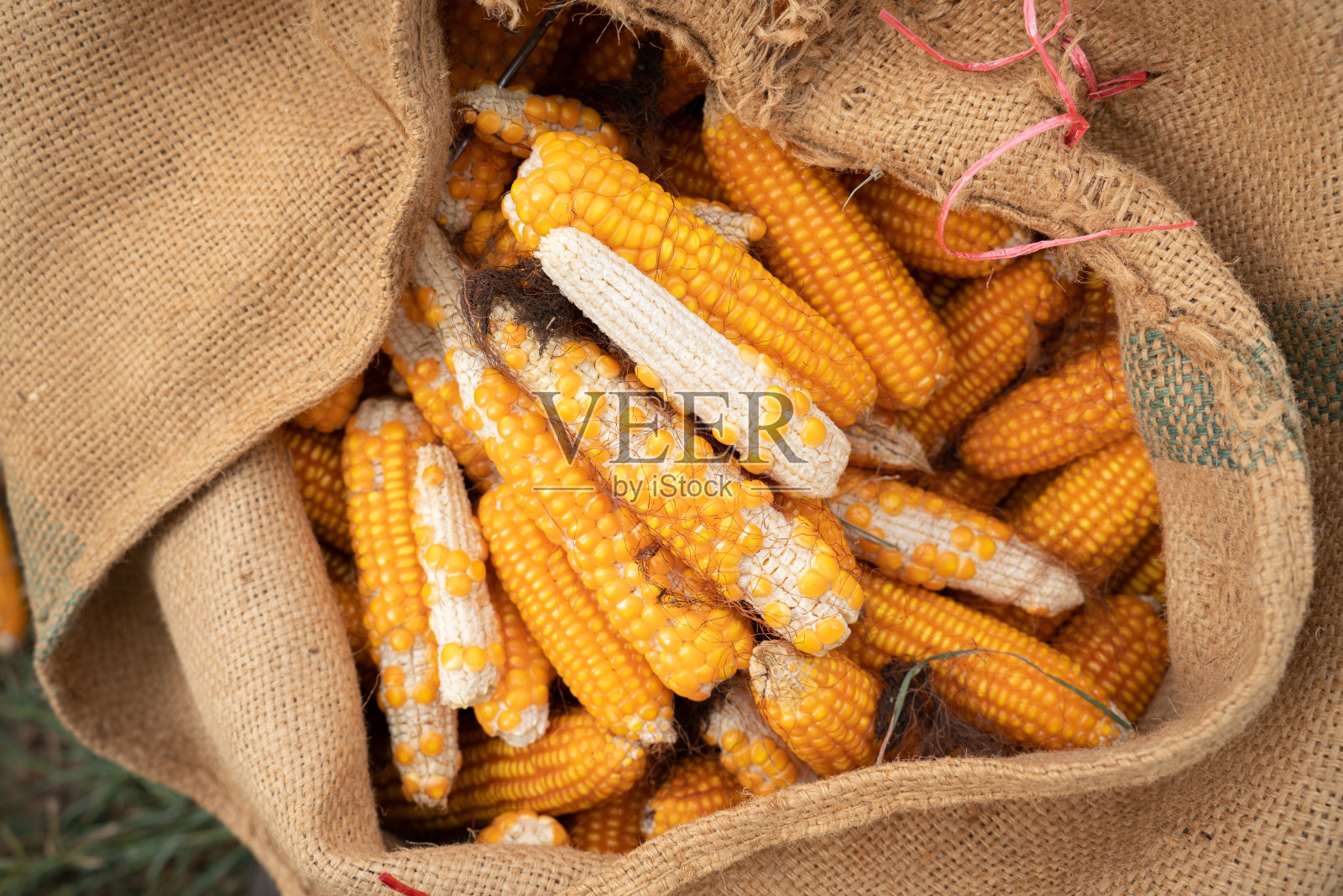 玉米棒放在粗麻袋里，留在玉米农场。干玉米田、植物农业、农业和园艺。照片摄影图片