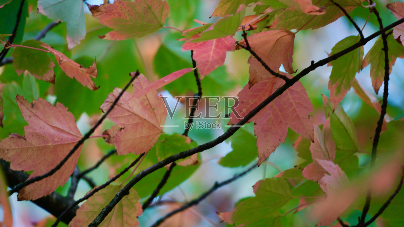 秋叶变色的季节美学图像照片摄影图片