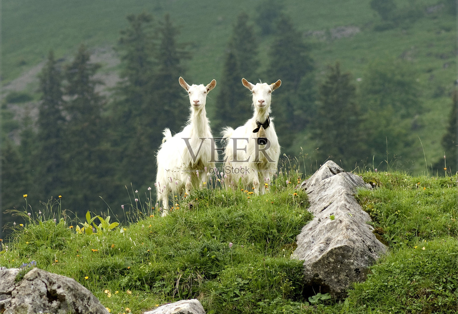 阿彭策尔山照片摄影图片